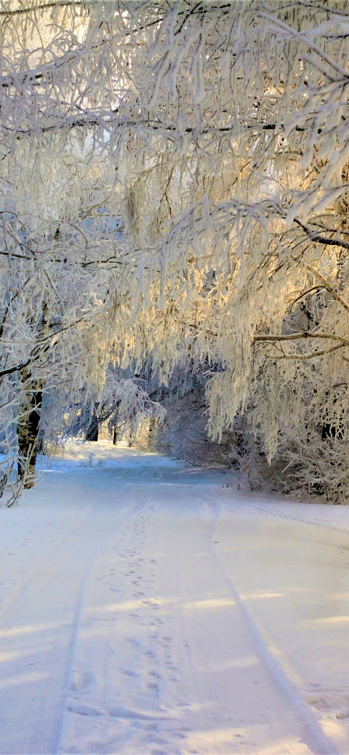 Arbres Couverts de Neige Pendant la Journée. Wallpaper in 1125x2436 Resolution