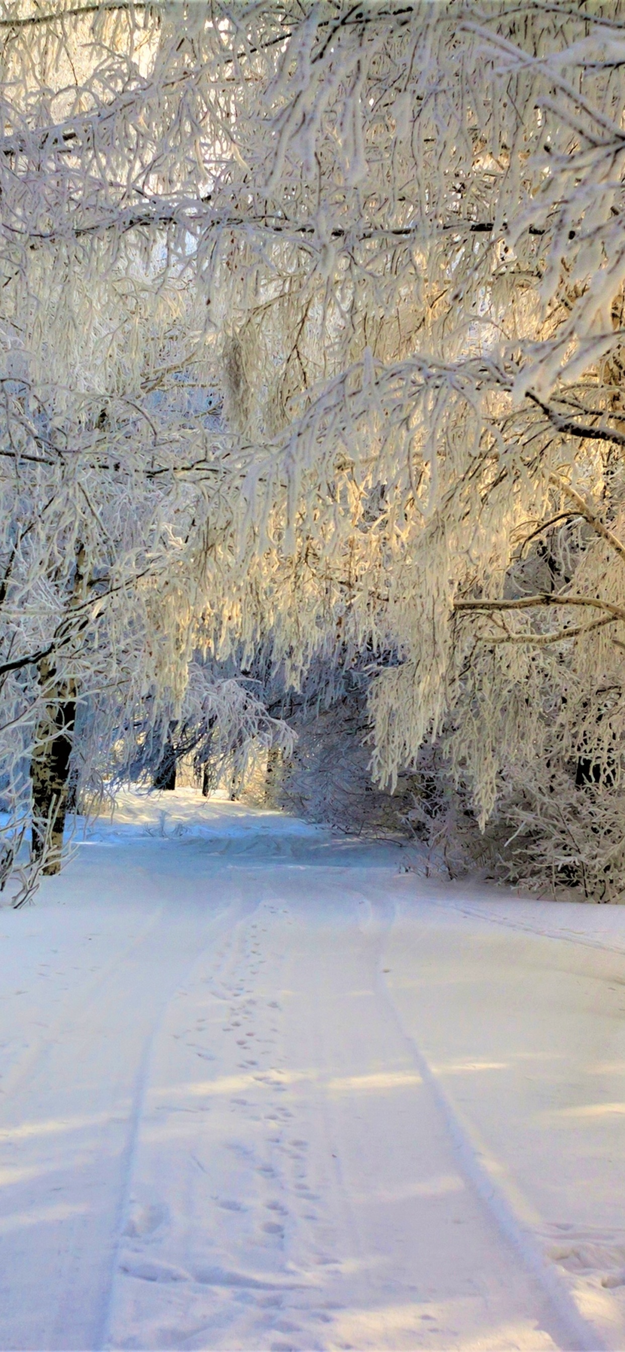 Arbres Couverts de Neige Pendant la Journée. Wallpaper in 1242x2688 Resolution