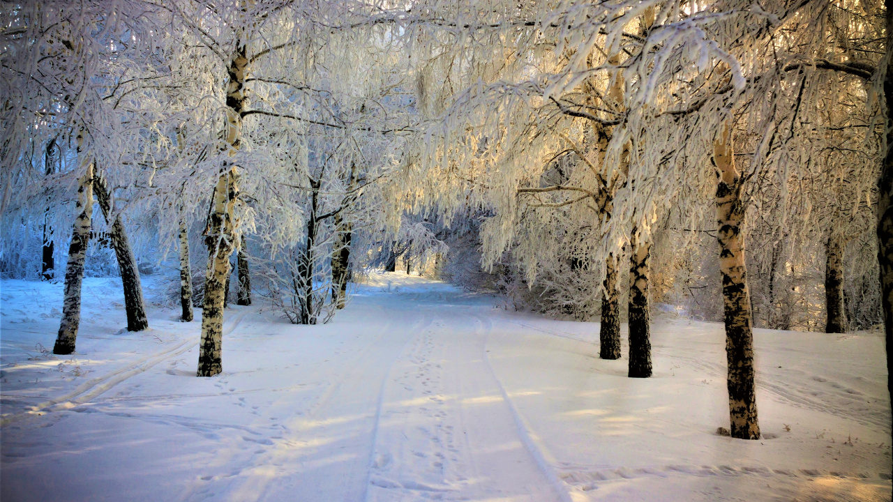 Arbres Couverts de Neige Pendant la Journée. Wallpaper in 1280x720 Resolution