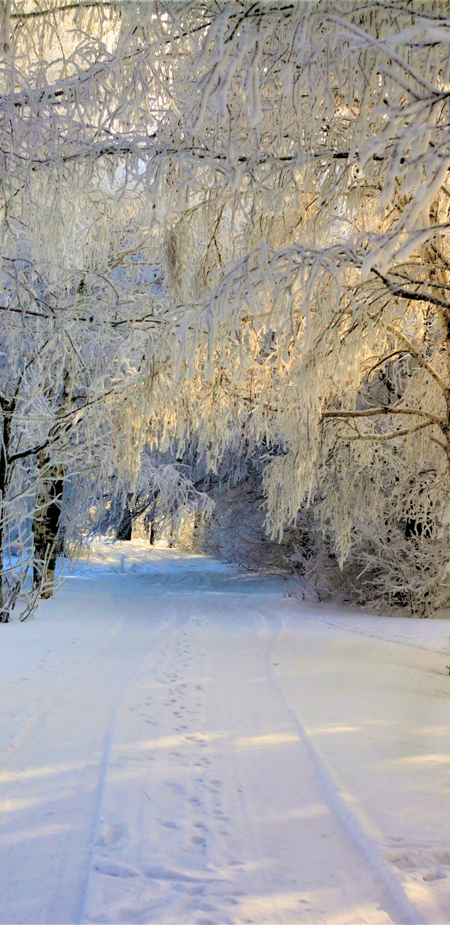 Schneebedeckte Bäume Tagsüber. Wallpaper in 1440x2960 Resolution