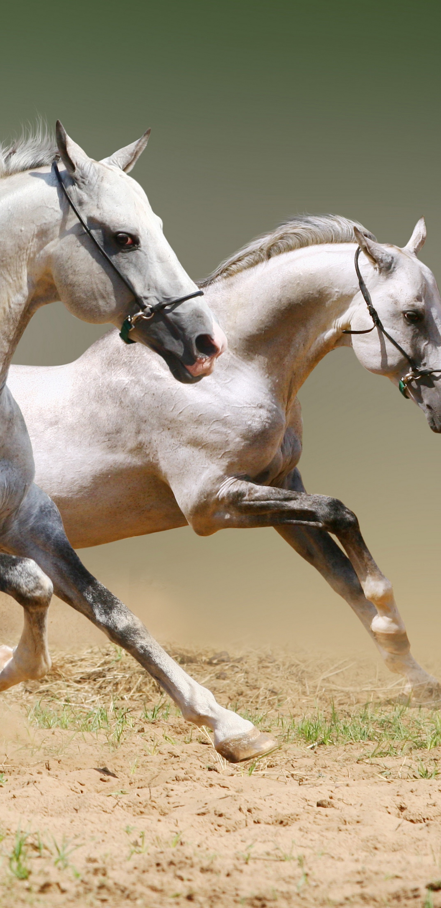 Caballo Blanco en Campo Marrón Durante el Día. Wallpaper in 1440x2960 Resolution