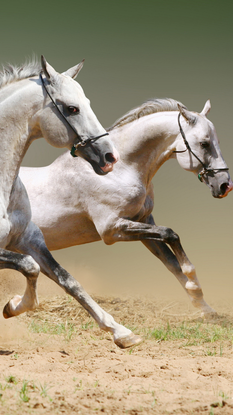 Caballo Blanco en Campo Marrón Durante el Día. Wallpaper in 750x1334 Resolution