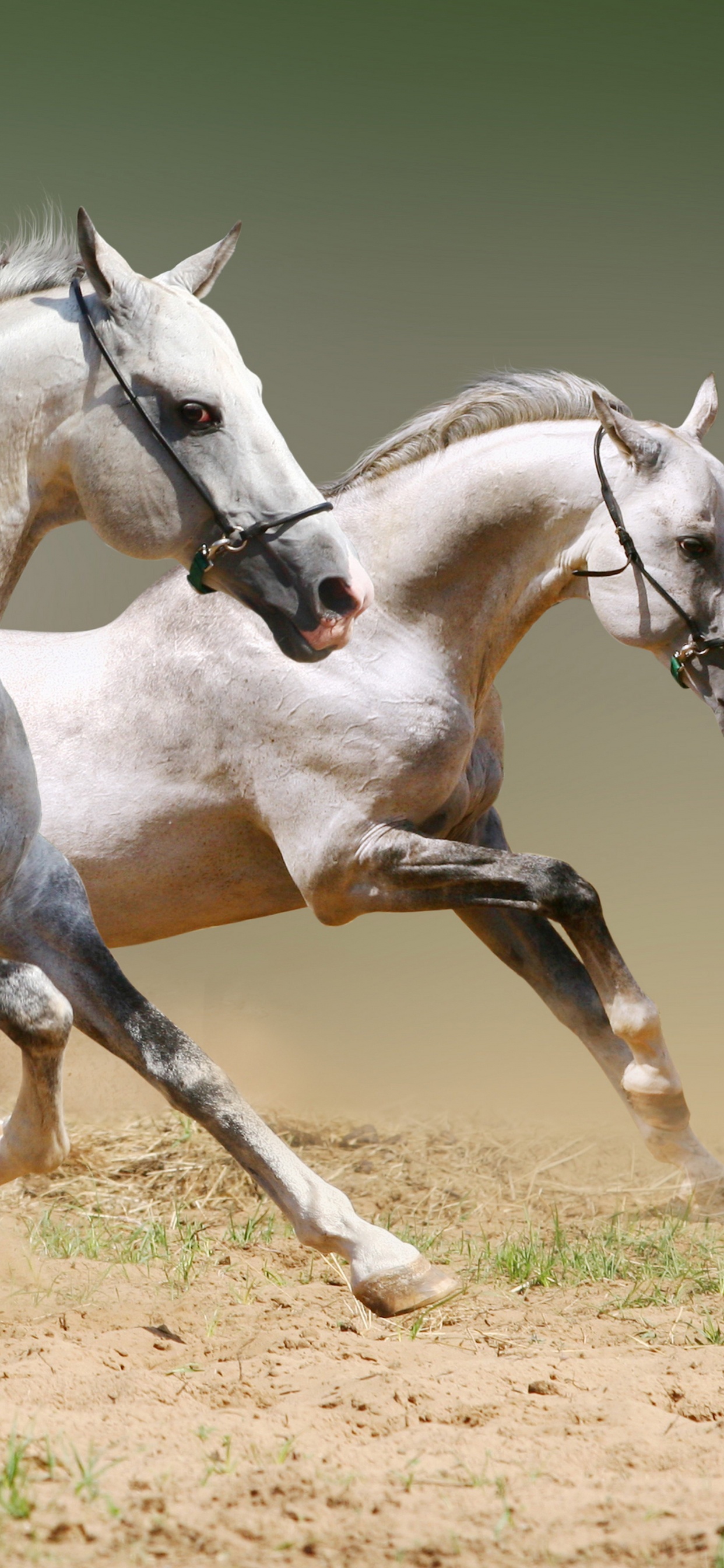 Cheval Blanc Sur Champ Brun Pendant la Journée. Wallpaper in 1242x2688 Resolution