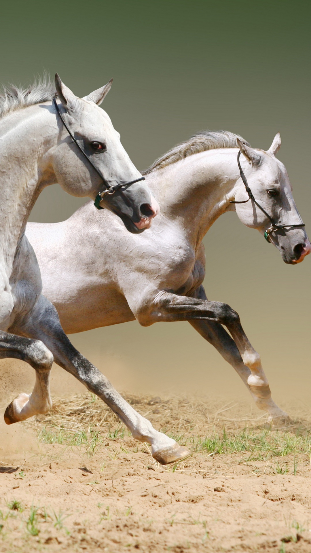 White Horse on Brown Field During Daytime. Wallpaper in 1080x1920 Resolution