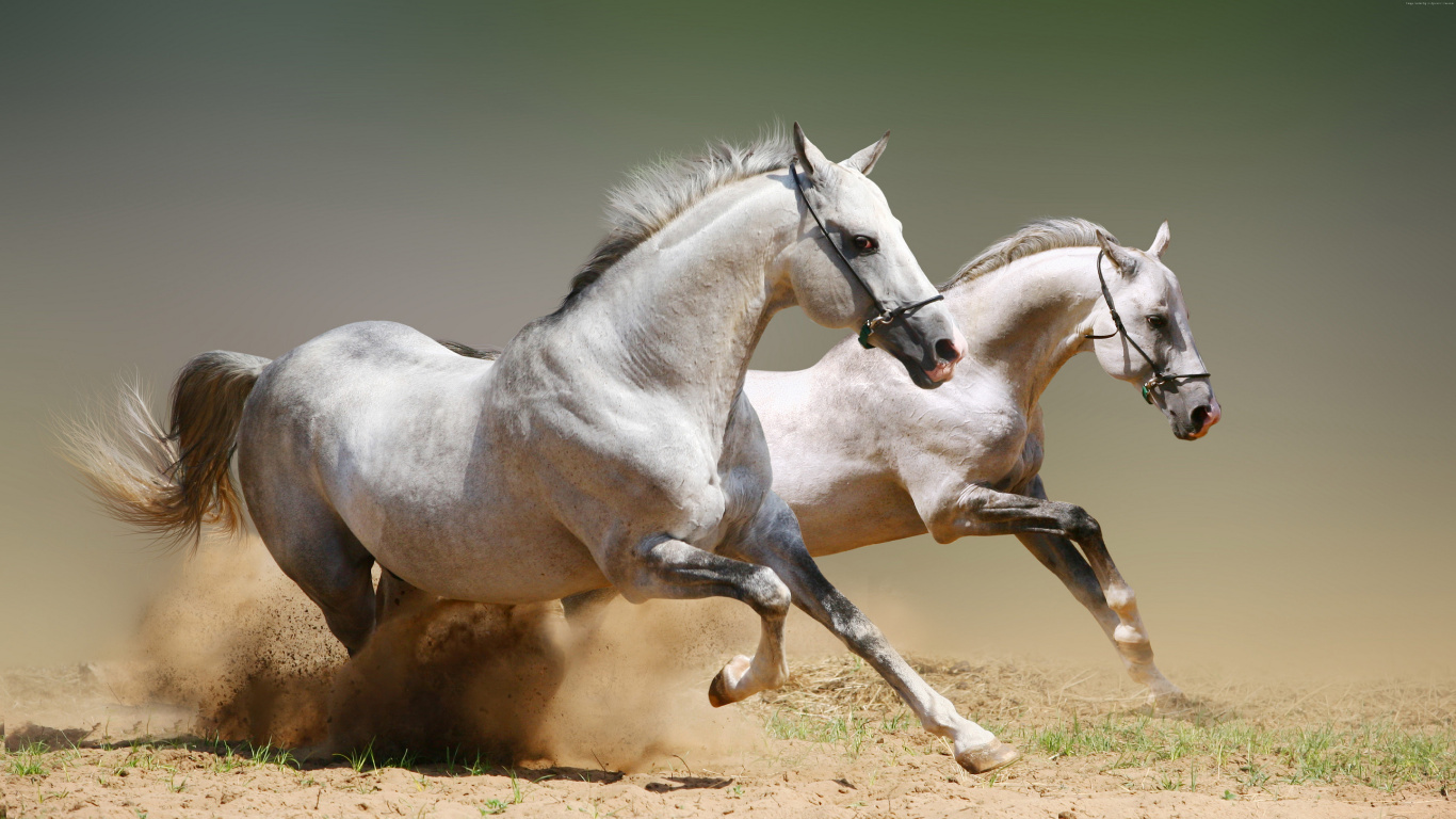 White Horse on Brown Field During Daytime. Wallpaper in 1366x768 Resolution