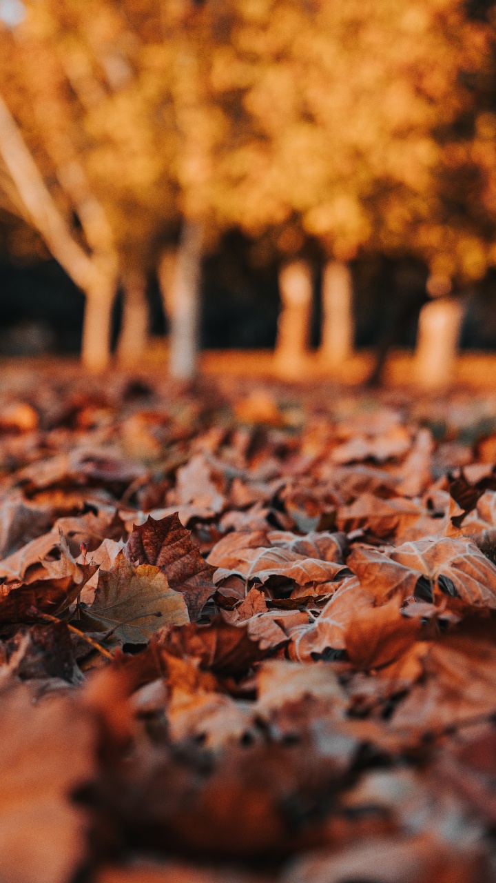 Leaf, Deciduous, Autumn, Tree, Orange. Wallpaper in 720x1280 Resolution