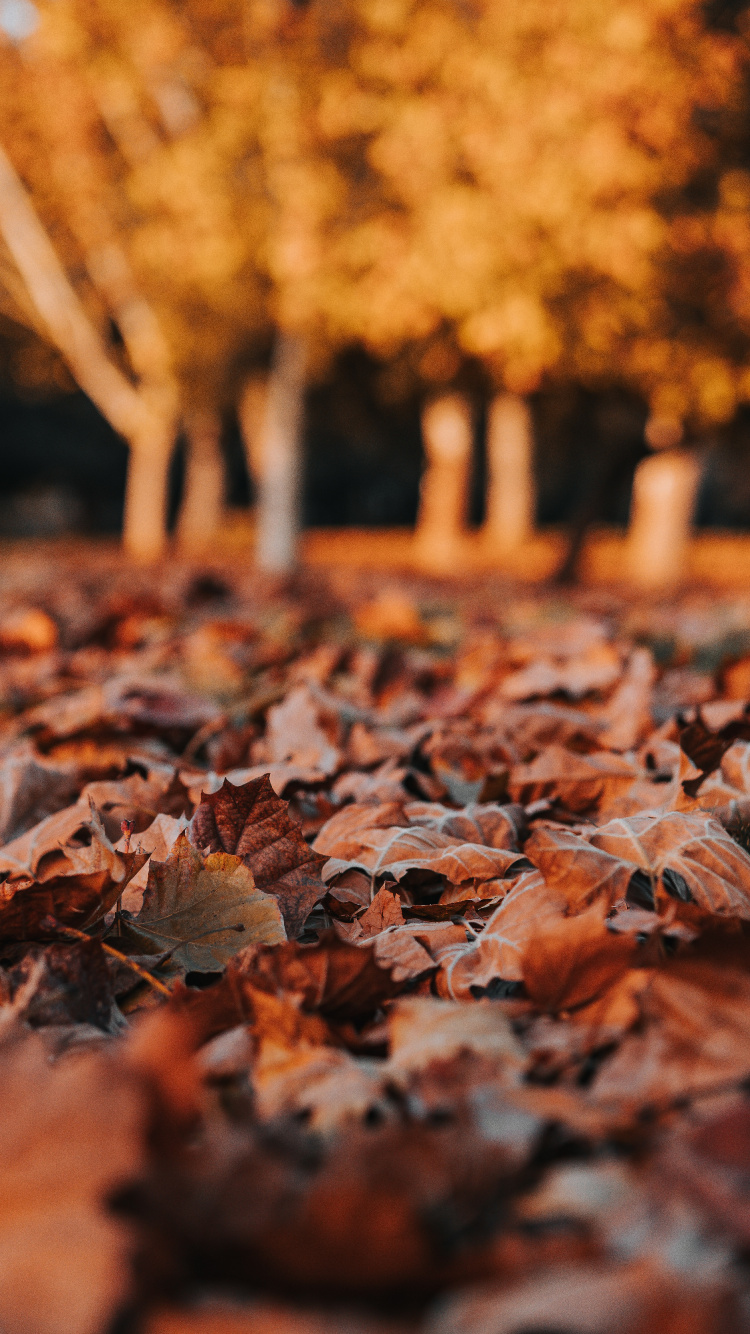 Leaf, Deciduous, Autumn, Tree, Orange. Wallpaper in 750x1334 Resolution
