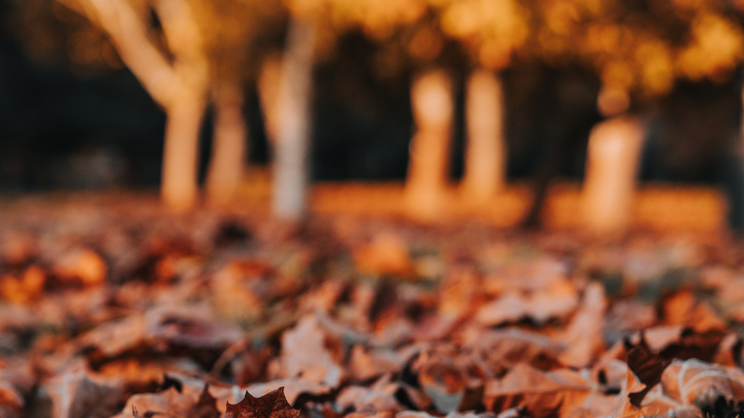 Blatt, Laub, Herbst, Baum, Orange. Wallpaper in 2560x1440 Resolution