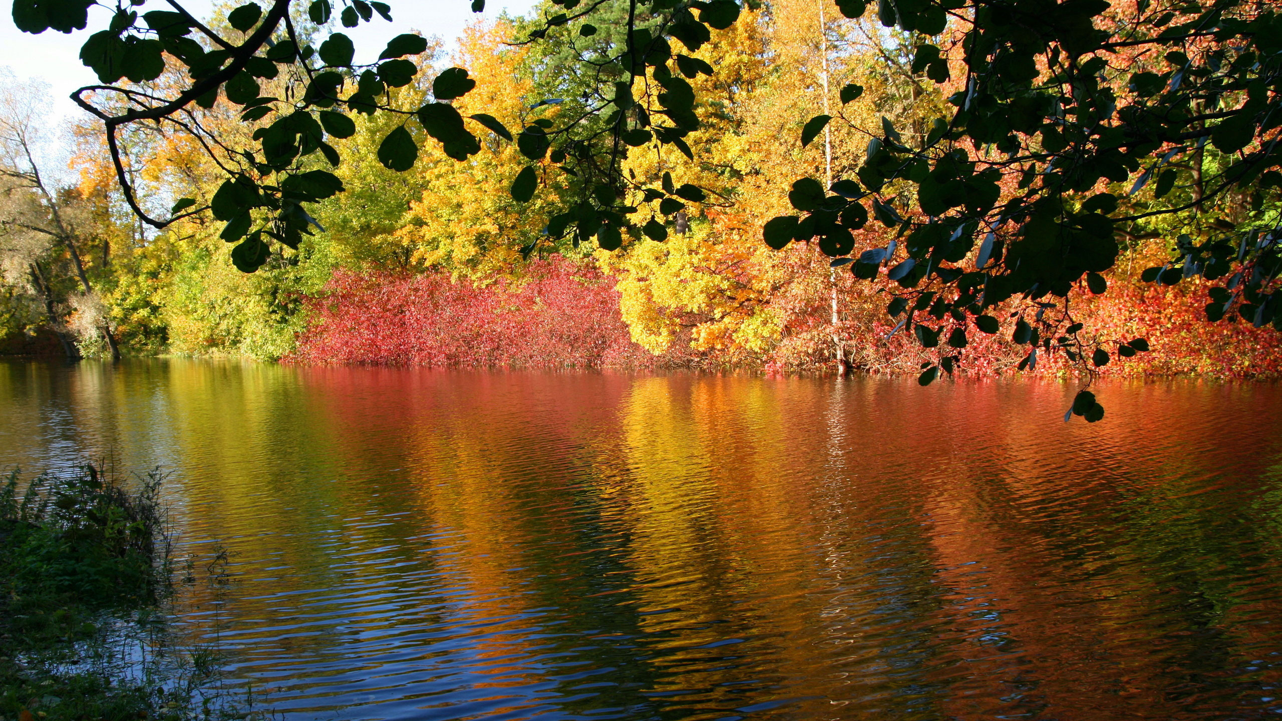 性质, 反射, 池塘, 人体内的水 壁纸 2560x1440 允许