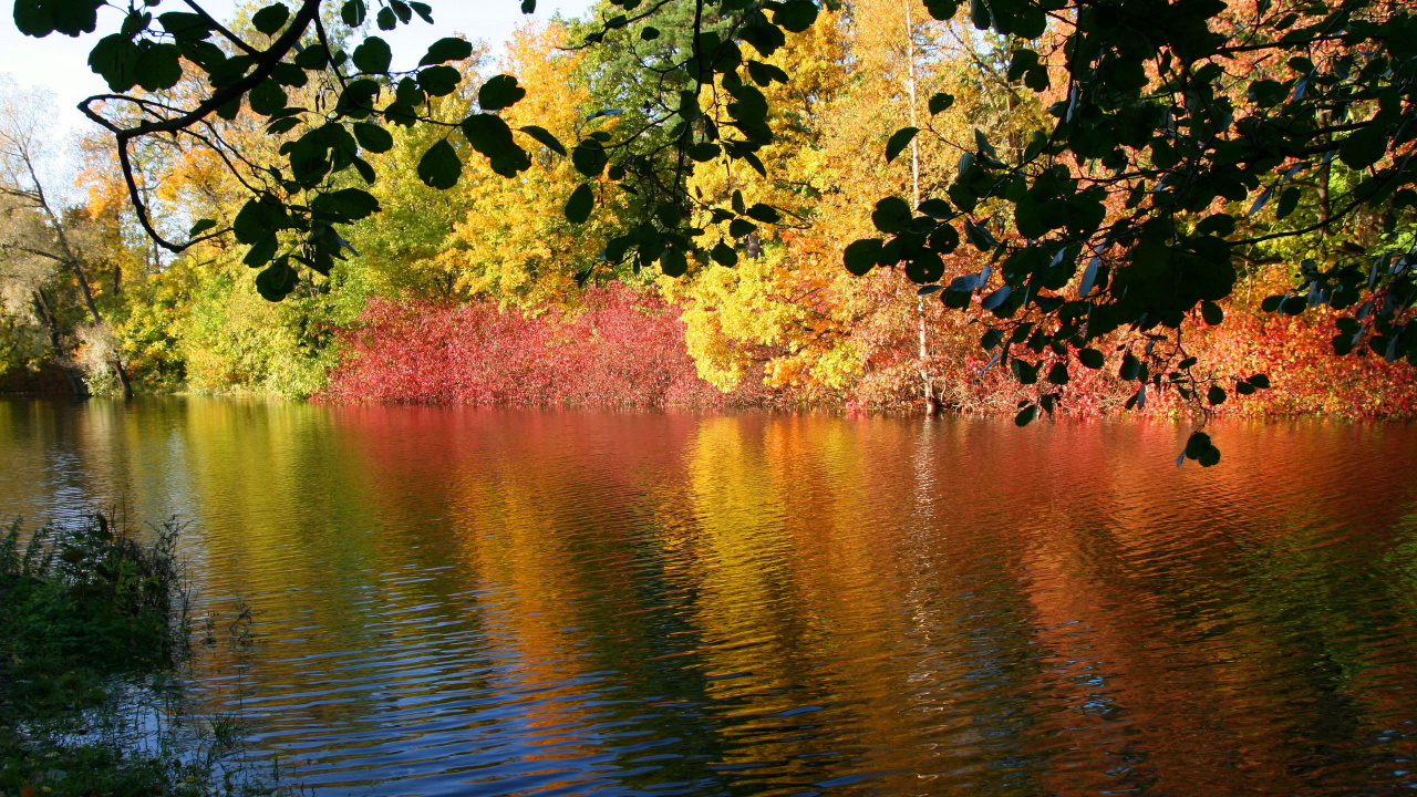 Green and Brown Trees Beside Body of Water. Wallpaper in 1280x720 Resolution