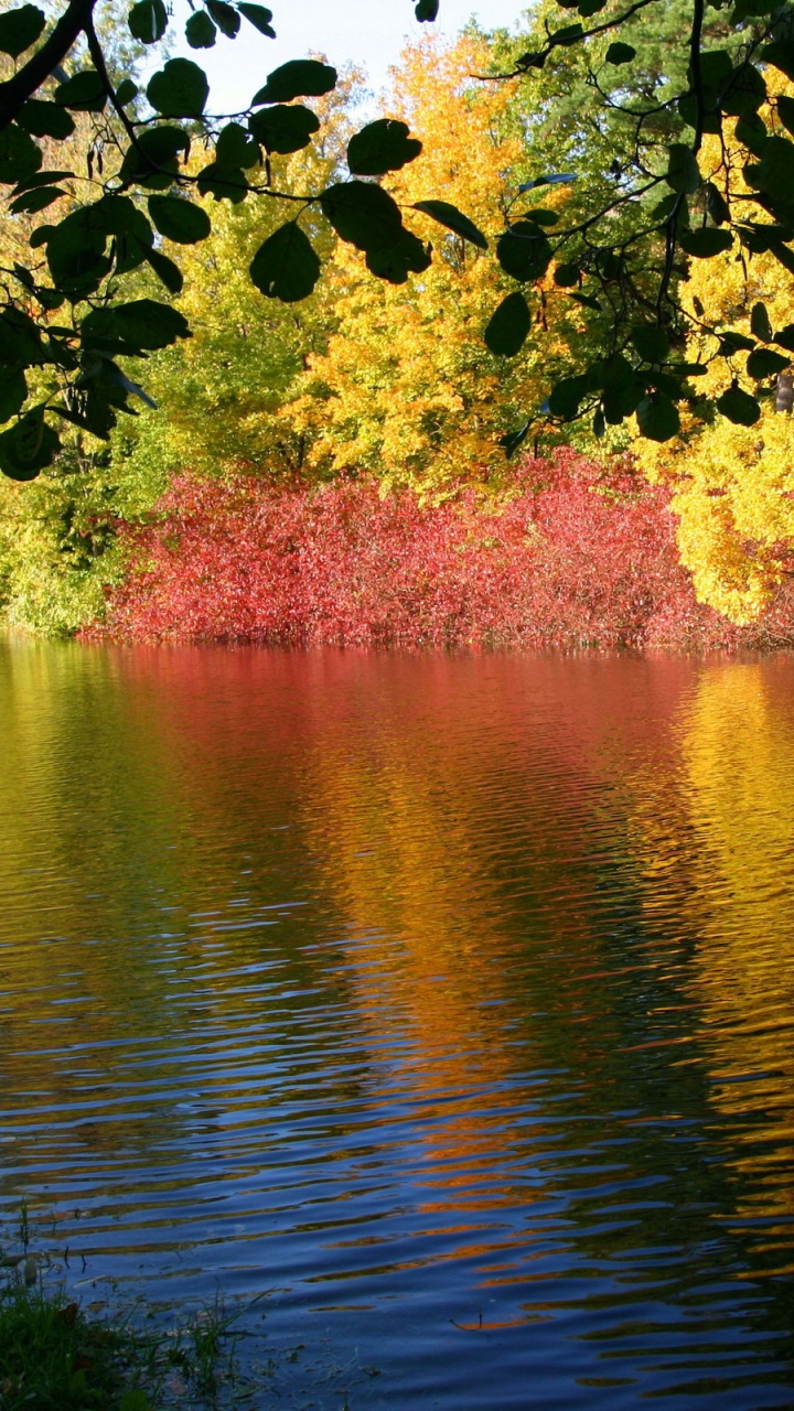 Green and Brown Trees Beside Body of Water. Wallpaper in 720x1280 Resolution