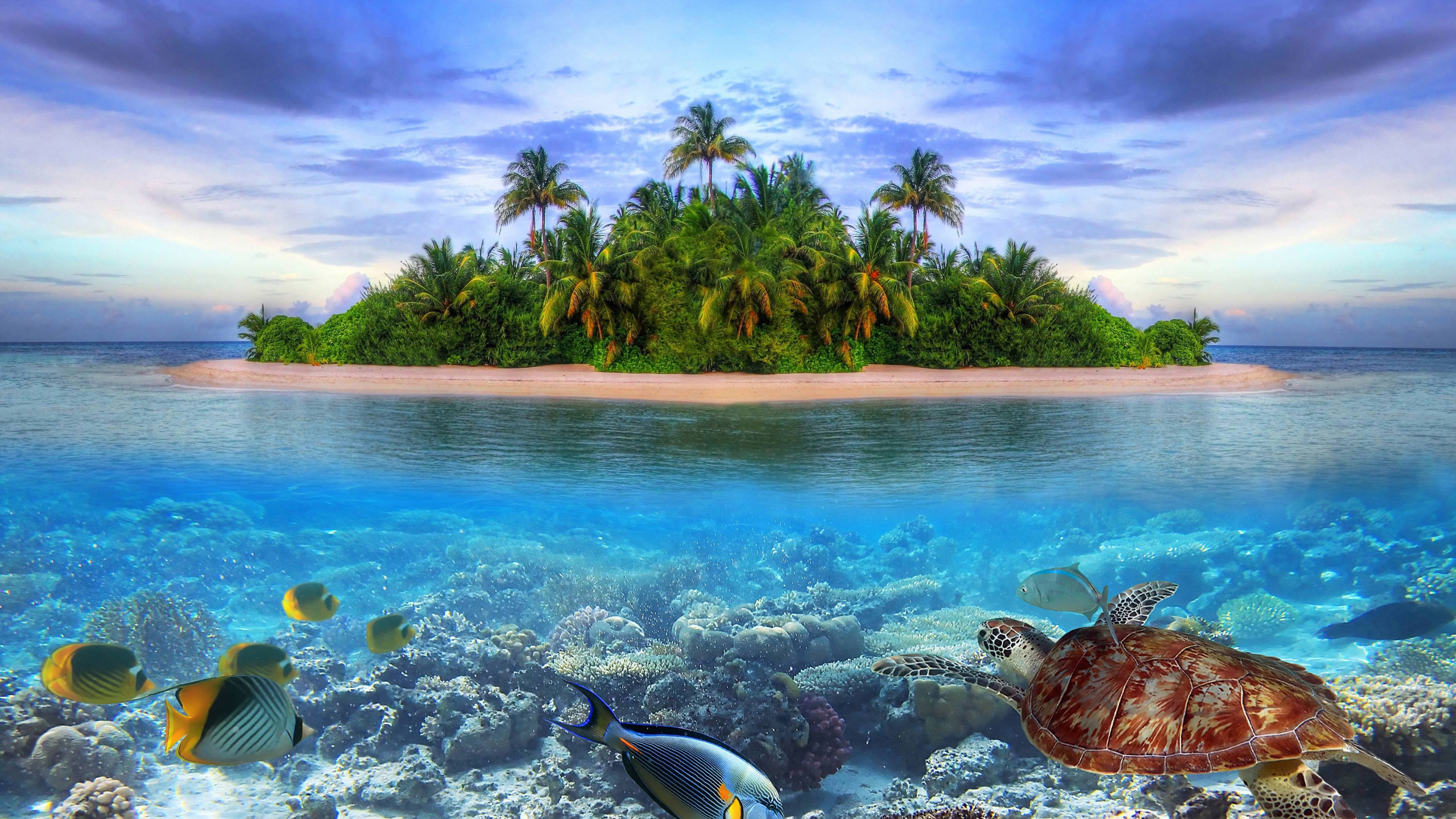 School of Fish on Water. Wallpaper in 2560x1440 Resolution