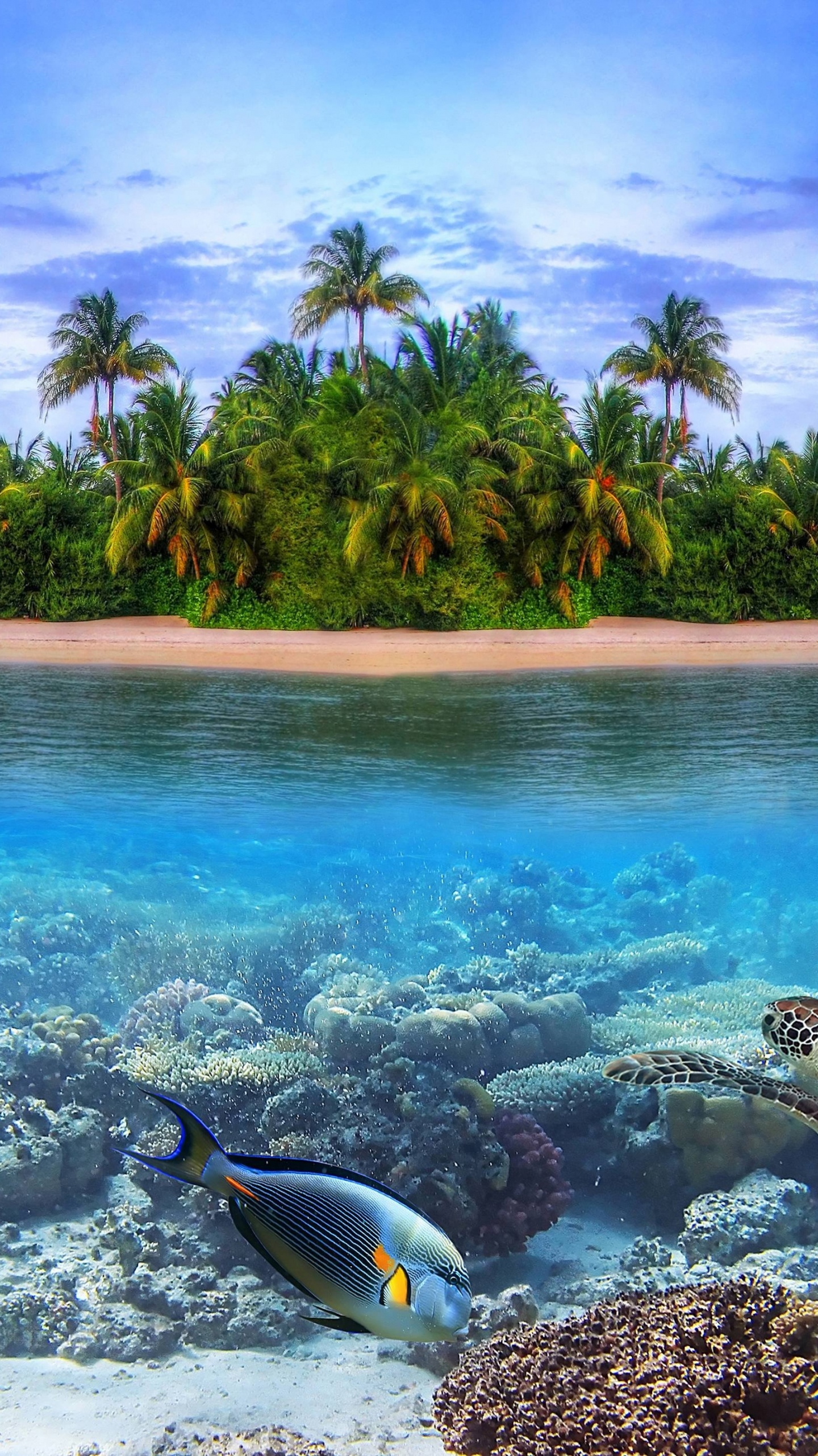 Banc de Poissons Sur L'eau. Wallpaper in 1440x2560 Resolution