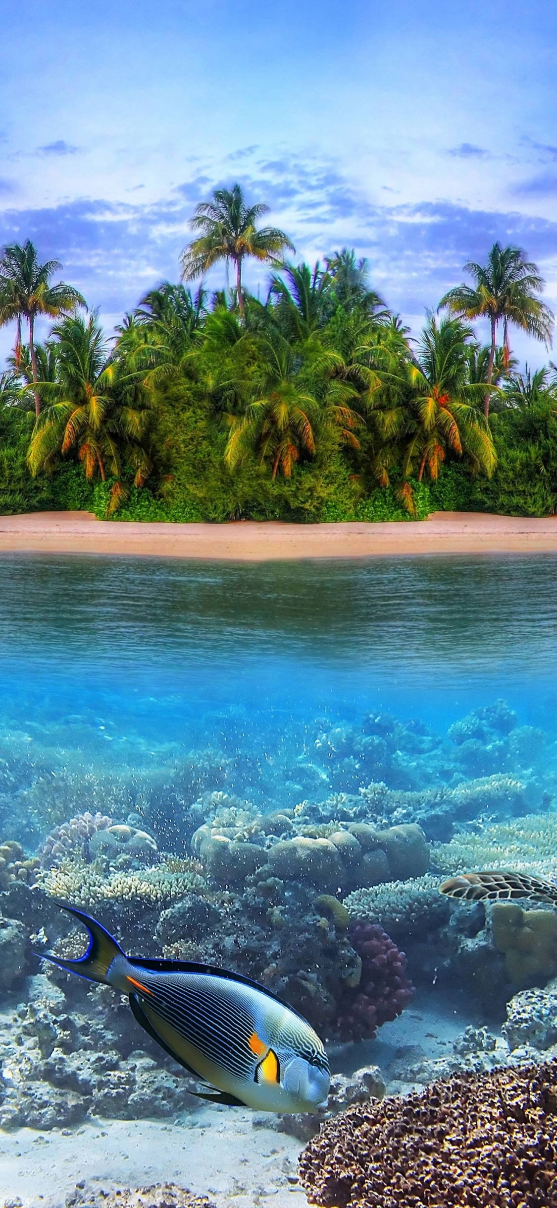 大海, 热带地区, 加勒比, 海洋, 生态系统 壁纸 1125x2436 允许