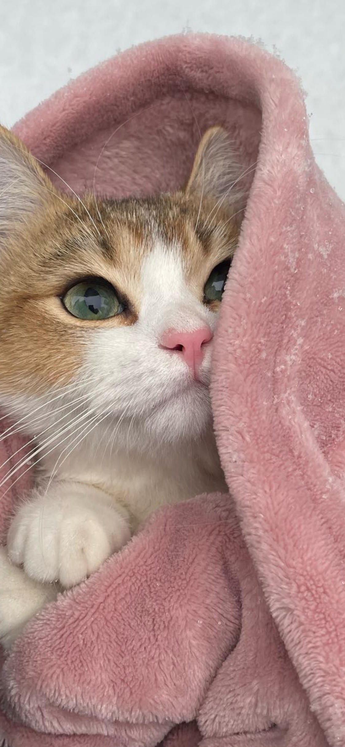 Abessinier, Europäische Kurzhaar, Aegean Cat, American Wirehair, Singapur Farbe. Wallpaper in 1125x2436 Resolution