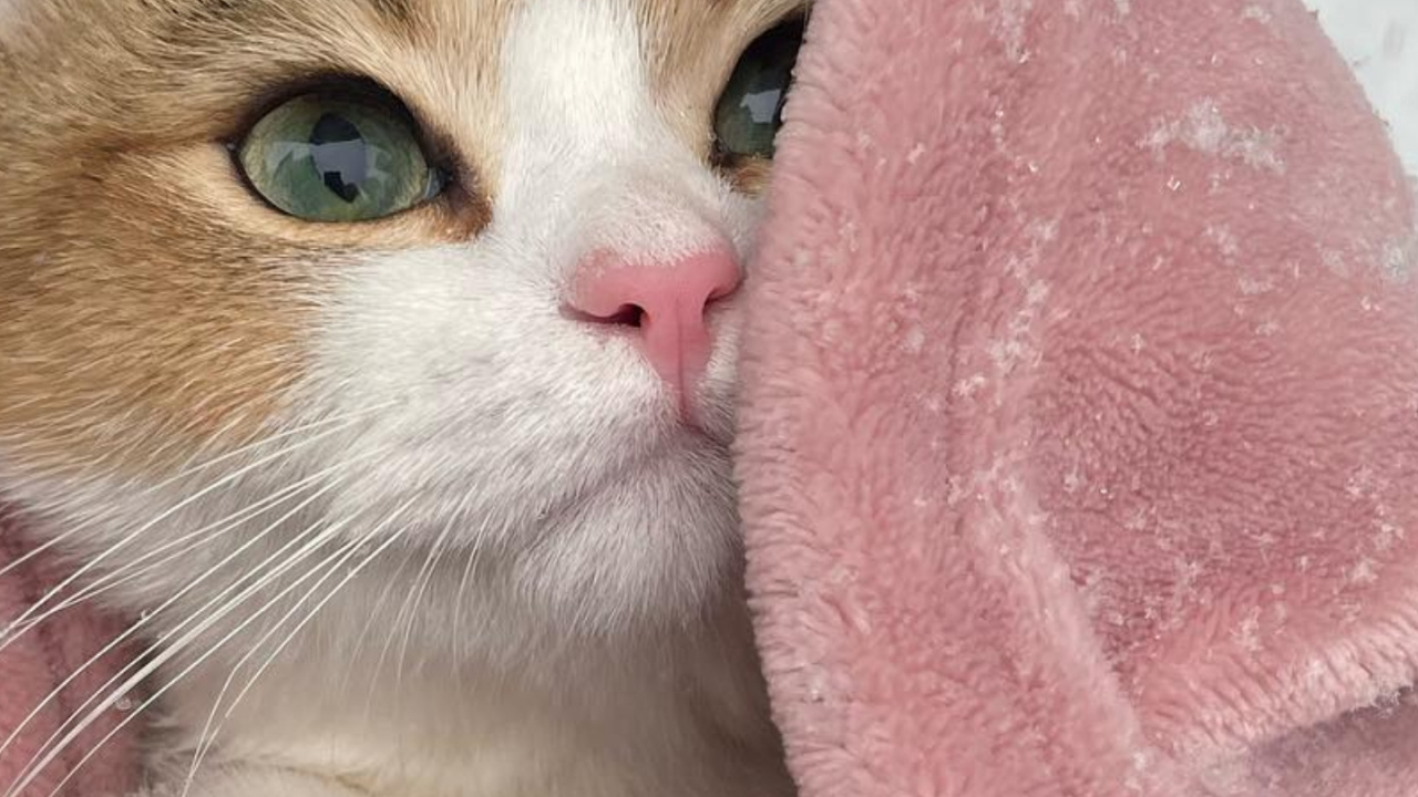 Abyssinian, European Shorthair, Aegean Cat, American Wirehair, Singapura Cat. Wallpaper in 1280x720 Resolution