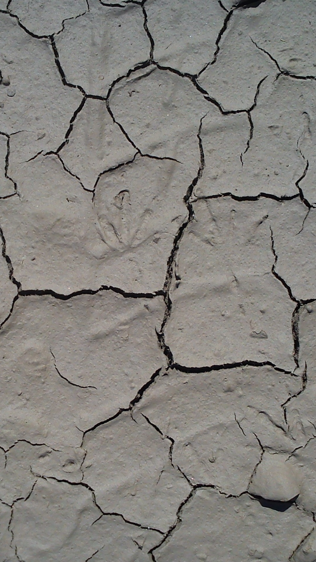 的土壤, 干旱, 报纸, 热浪, 黑色和白色的 壁纸 1080x1920 允许