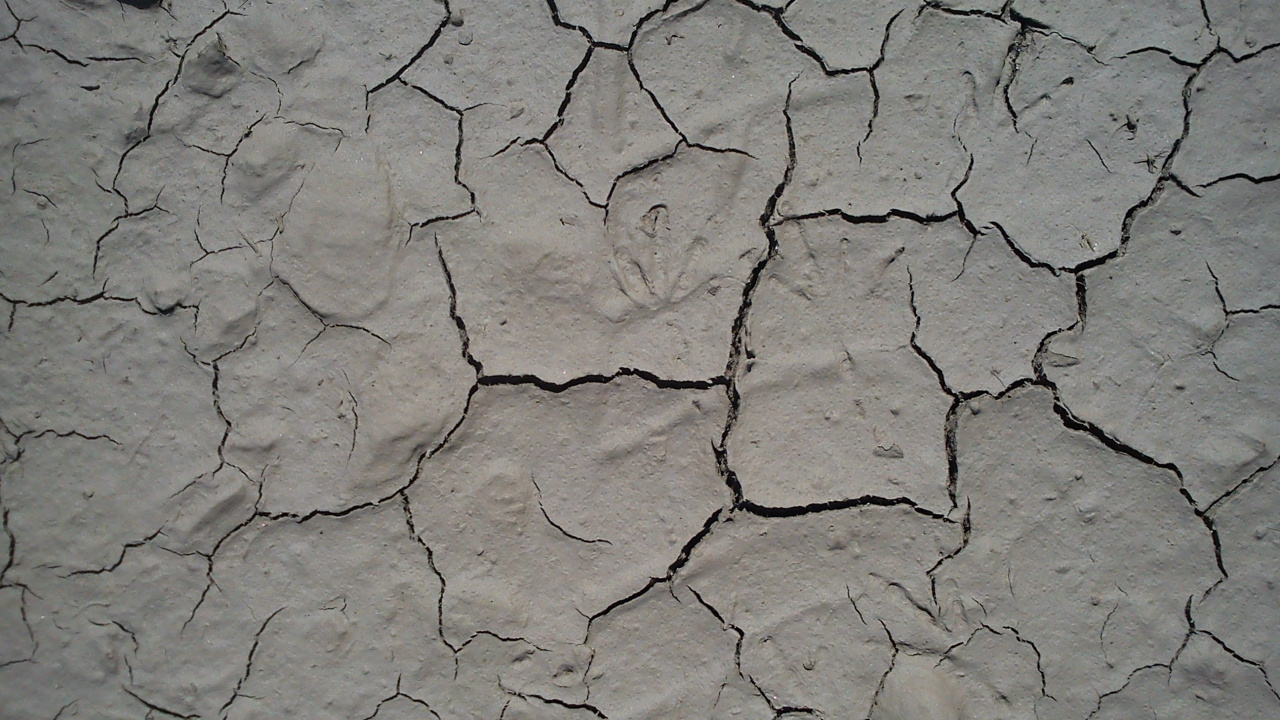 的土壤, 干旱, 报纸, 热浪, 黑色和白色的 壁纸 1280x720 允许