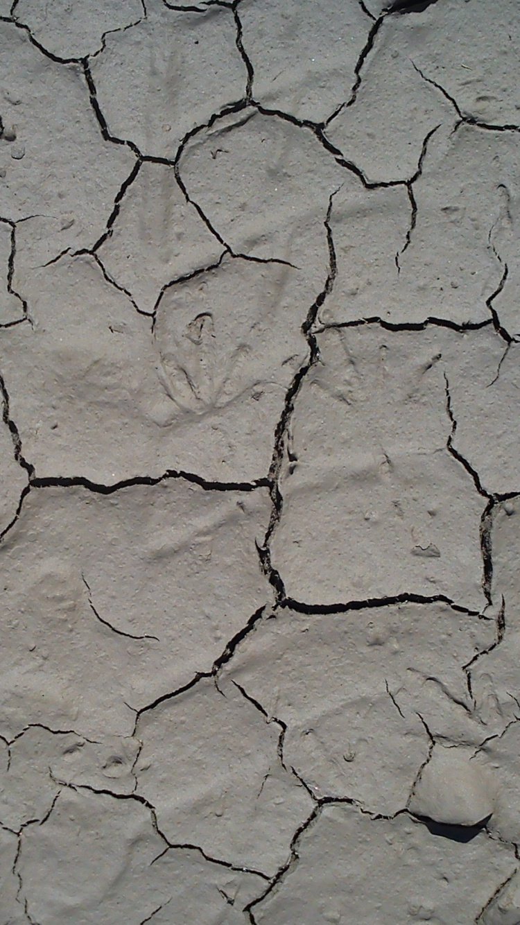 的土壤, 干旱, 报纸, 热浪, 黑色和白色的 壁纸 750x1334 允许