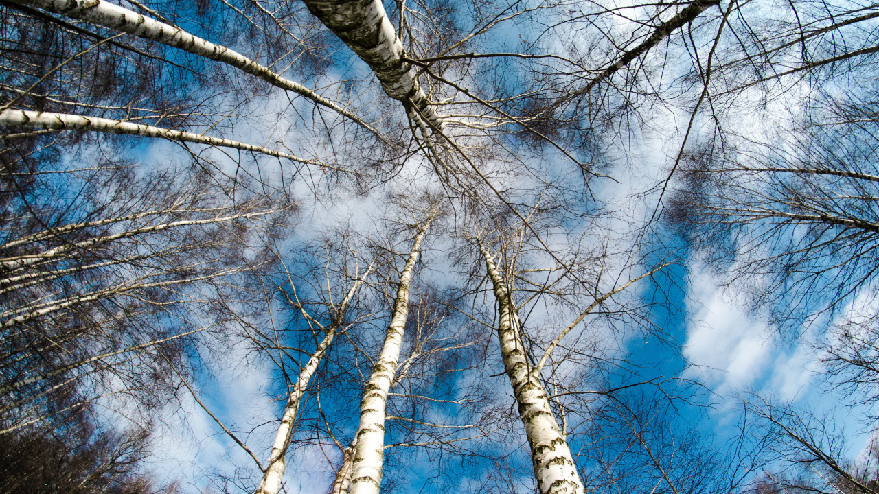 Braune Kahlen Bäume Unter Blauem Himmel Tagsüber. Wallpaper in 1280x720 Resolution