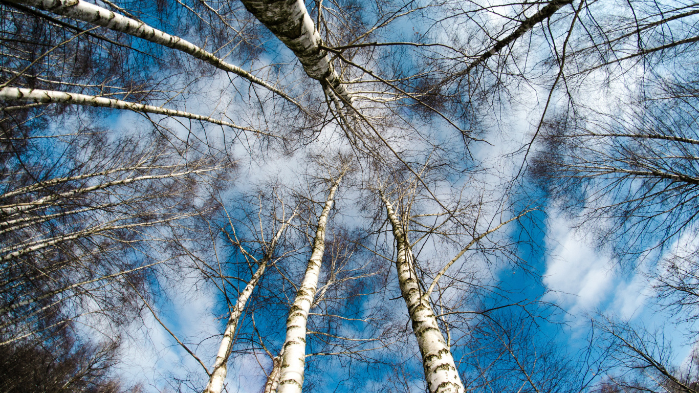 Braune Kahlen Bäume Unter Blauem Himmel Tagsüber. Wallpaper in 1366x768 Resolution