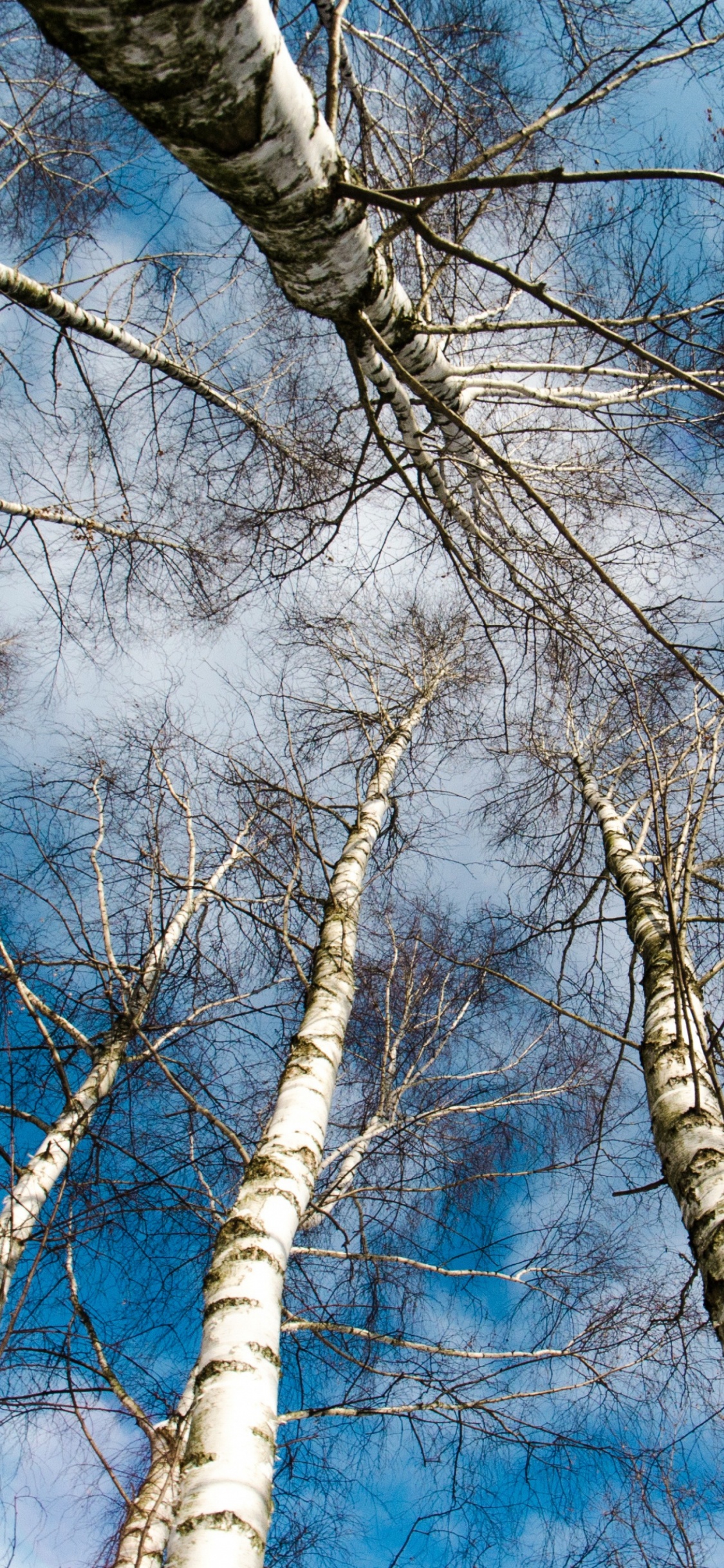 Birch, 木本植物, 天空, 林地, 冻结 壁纸 1125x2436 允许