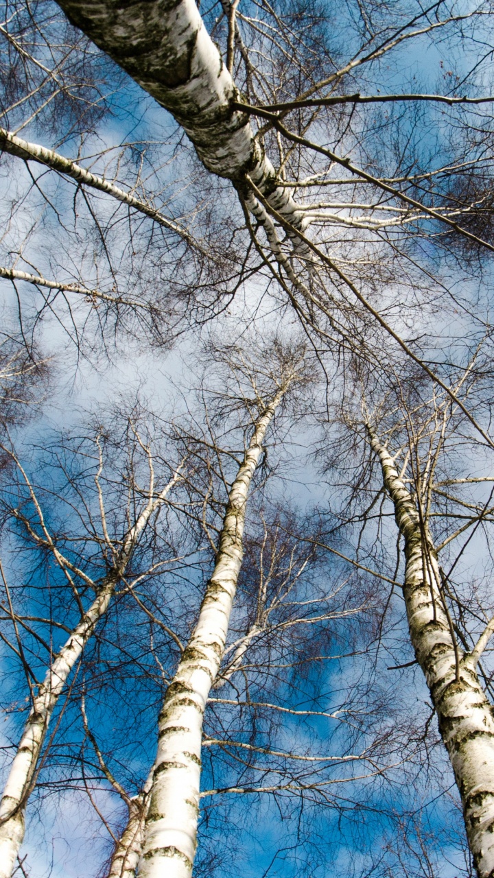 Birch, 木本植物, 天空, 林地, 冻结 壁纸 720x1280 允许