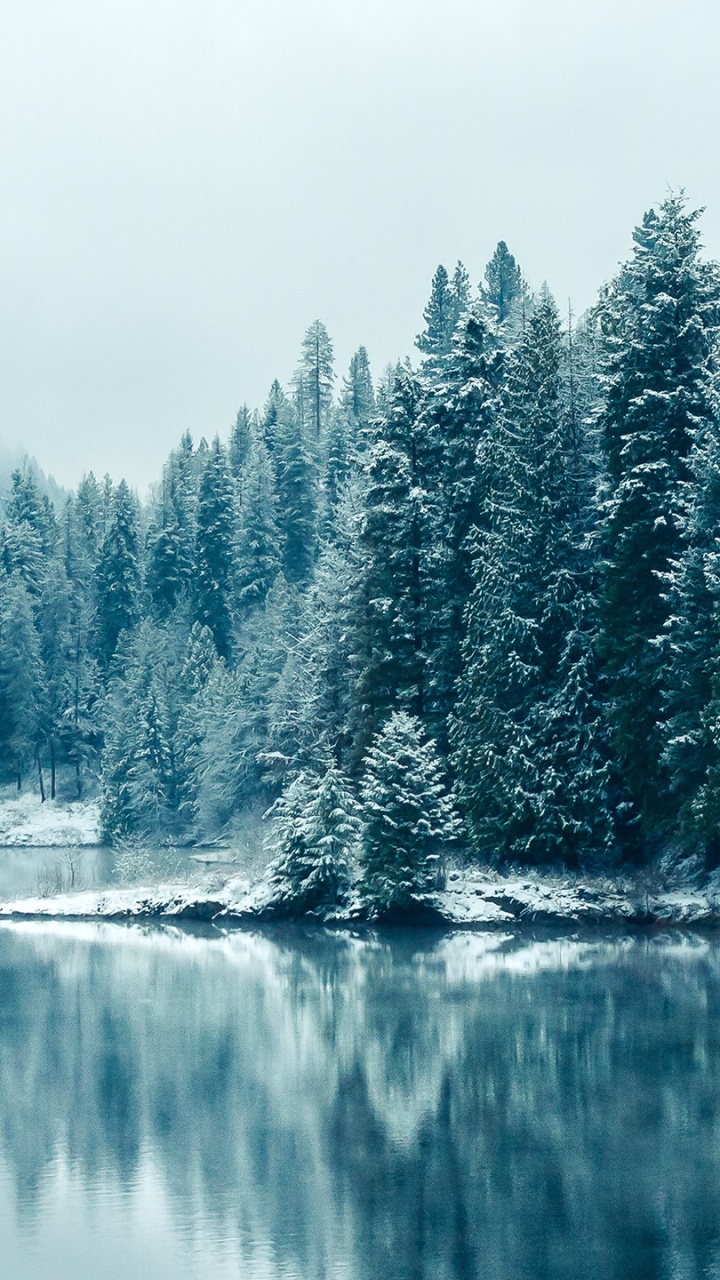 Green Trees Beside Body of Water During Daytime. Wallpaper in 720x1280 Resolution