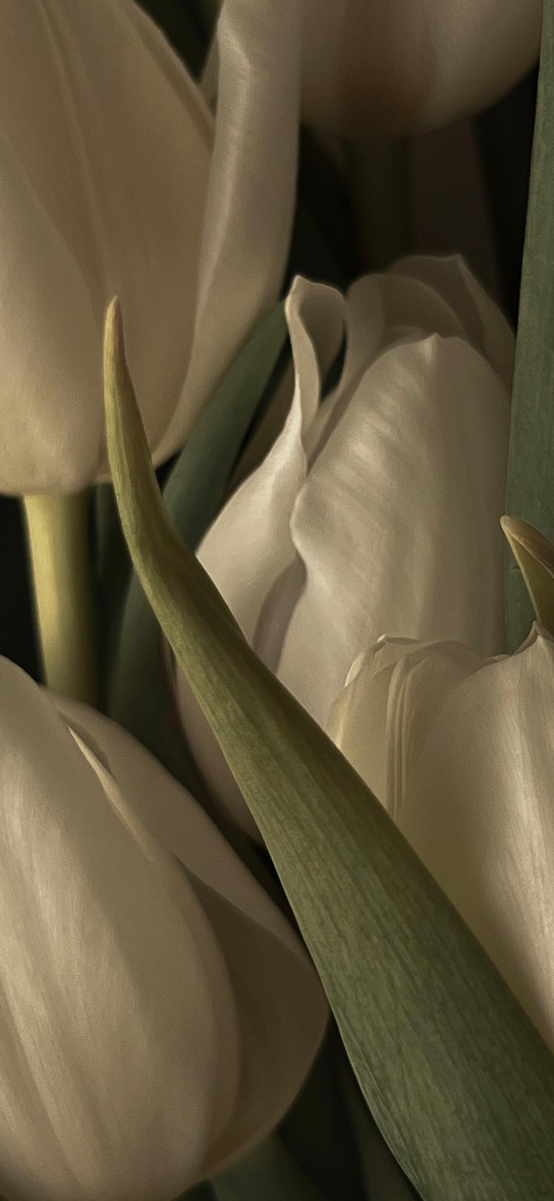 Tulip, Flower, Beyazlale, Earring, Petal. Wallpaper in 1125x2436 Resolution