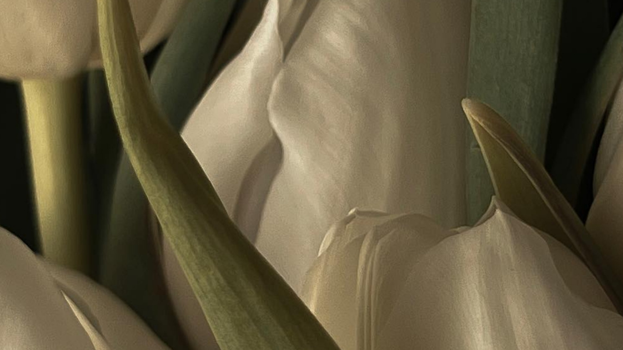 Tulip, Flower, Beyazlale, Earring, Petal. Wallpaper in 1280x720 Resolution