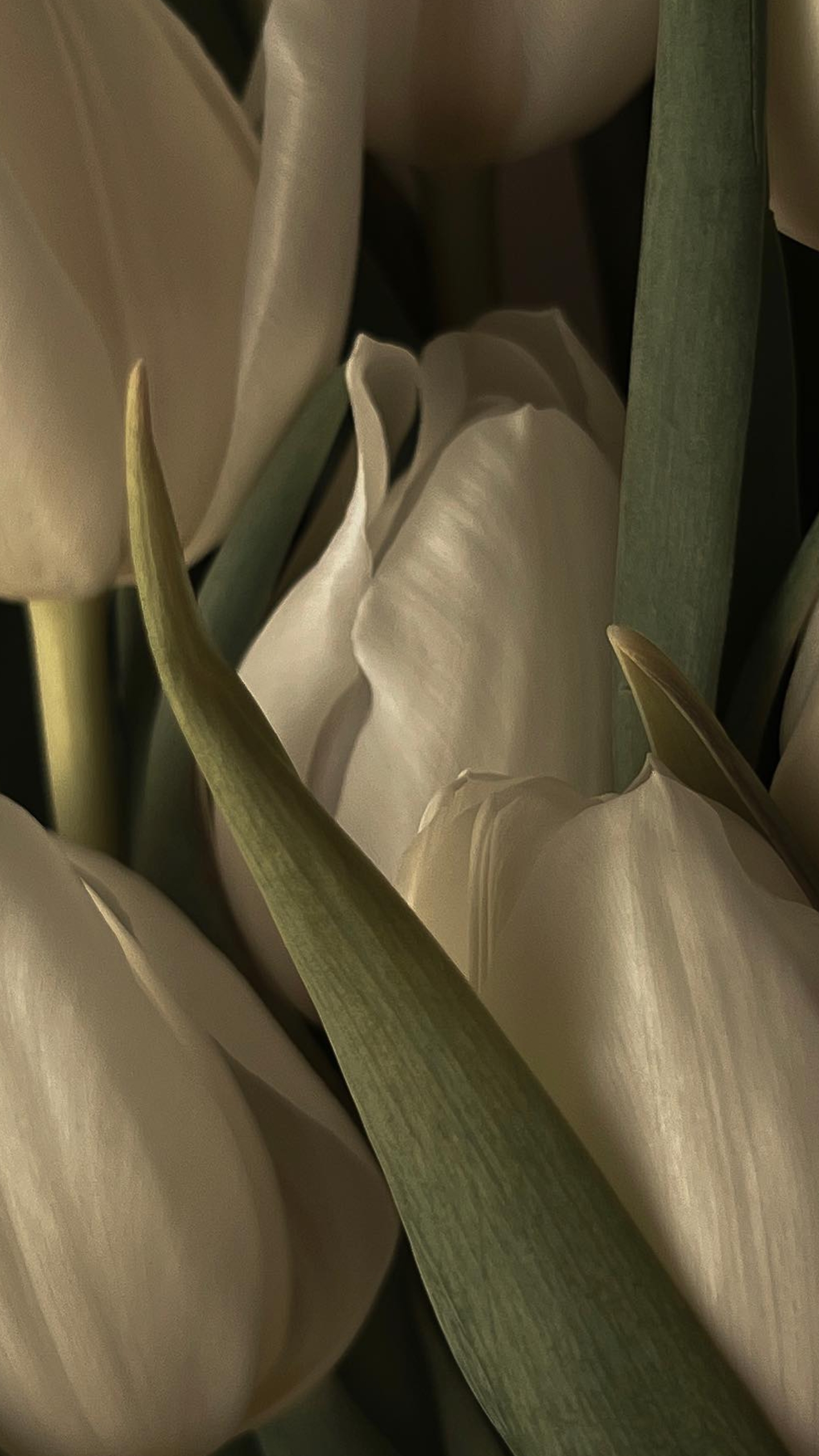 Tulip, Ohrring, Blütenblatt, Terrestrische Pflanzen, Farbtöne Und Schattierungen. Wallpaper in 1440x2560 Resolution
