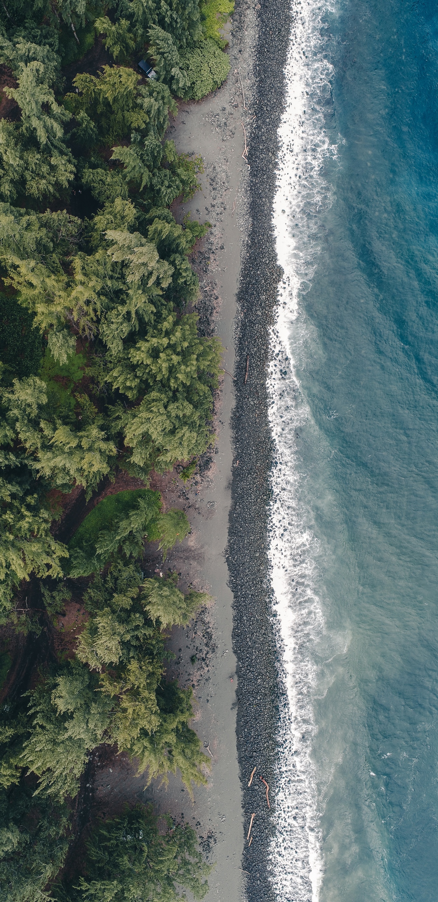 Wasser, Wasserressourcen, Vegetation, Küste, Wasserlauf. Wallpaper in 1440x2960 Resolution