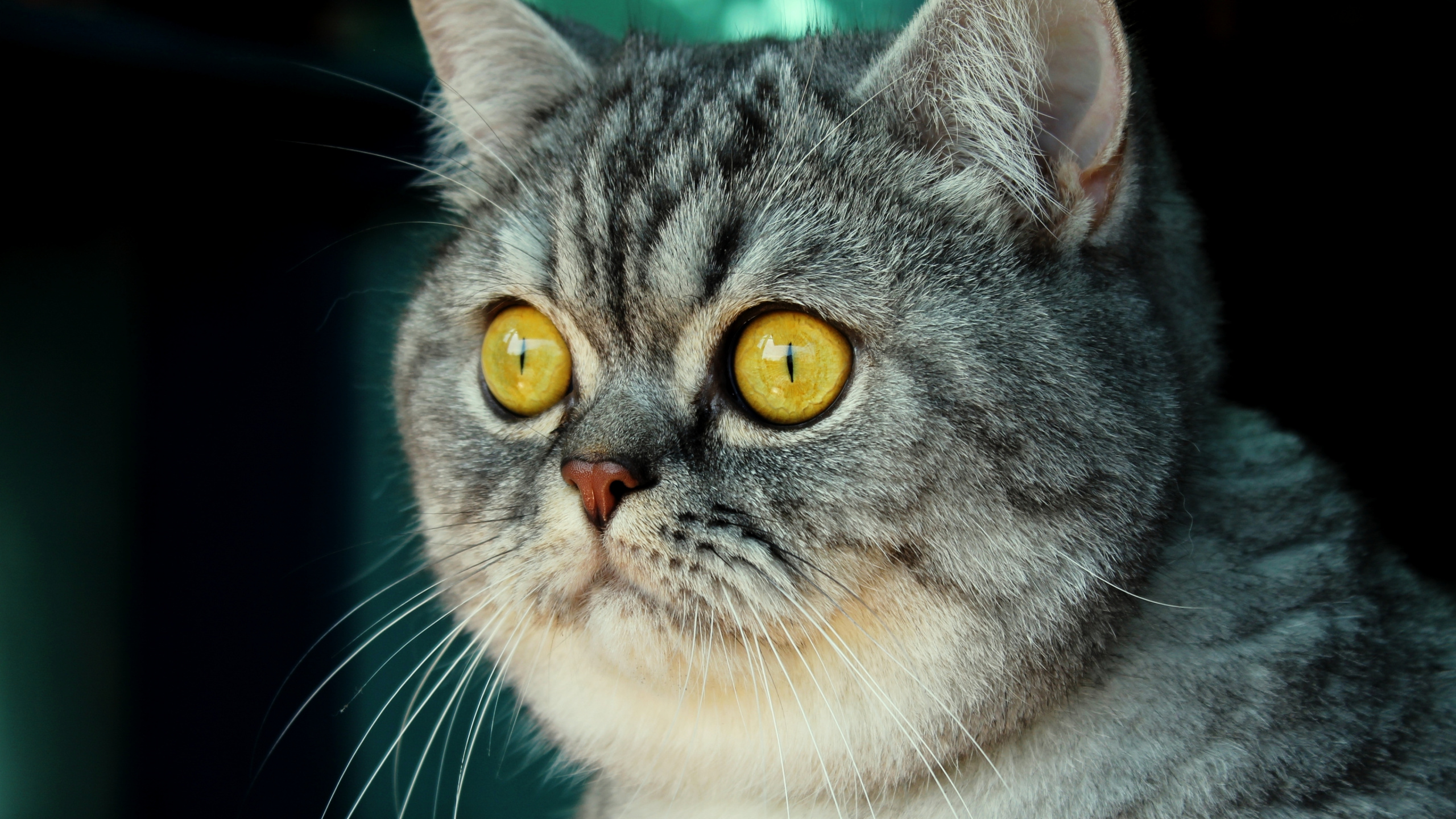 Grey and White Cat With Yellow Eyes. Wallpaper in 2560x1440 Resolution