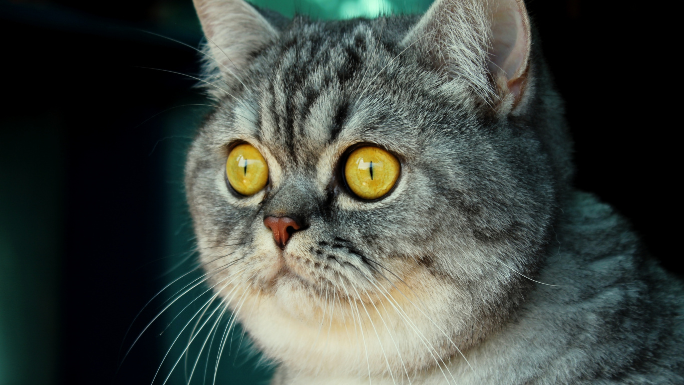 Chat Gris et Blanc Aux Yeux Jaunes. Wallpaper in 1366x768 Resolution