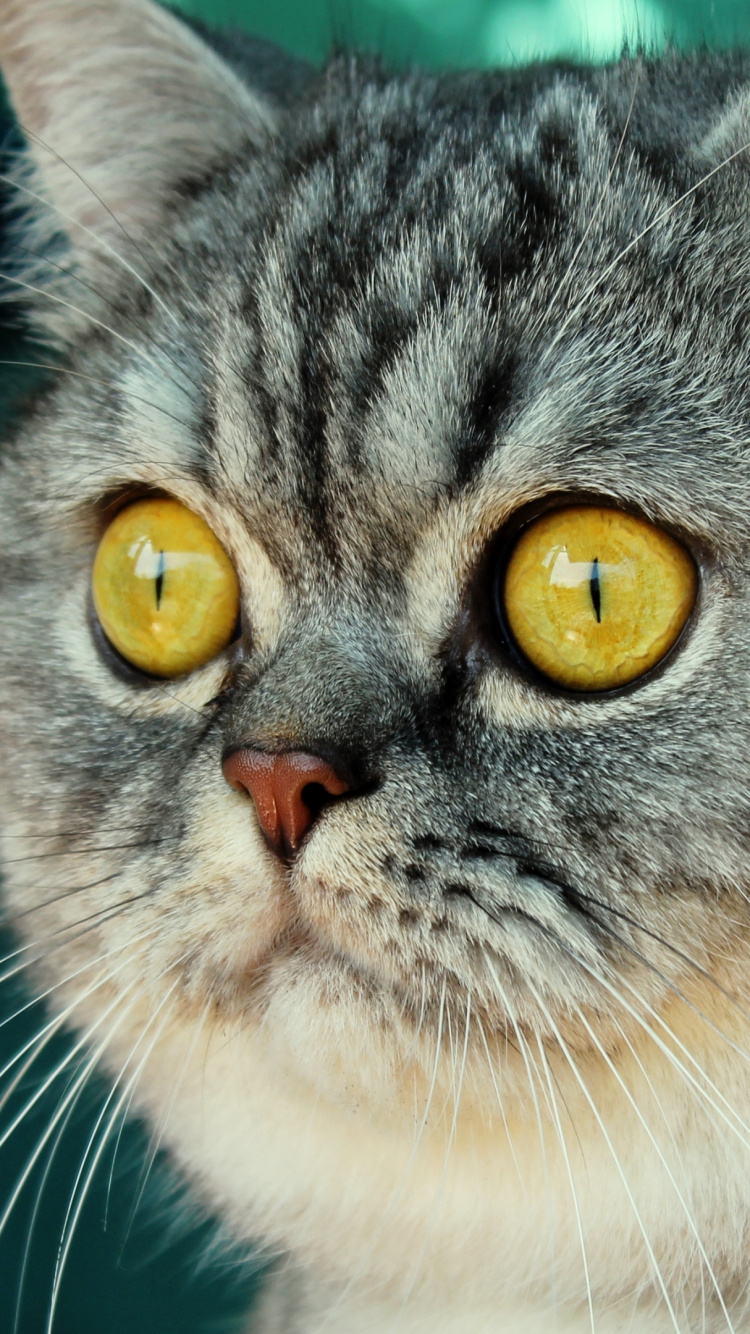 Chat Gris et Blanc Aux Yeux Jaunes. Wallpaper in 750x1334 Resolution
