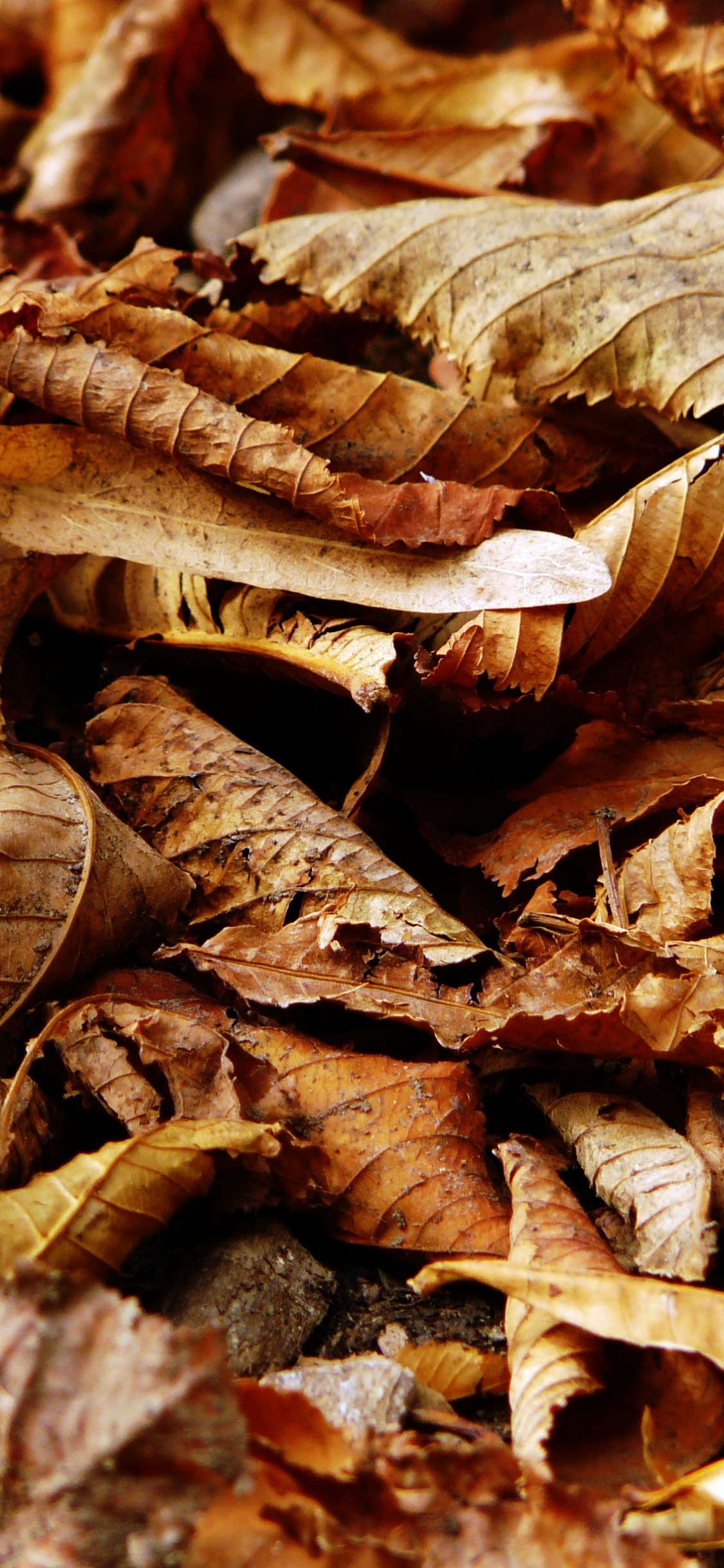 Hojas Secas Marrones en Fotografía de Cerca. Wallpaper in 1125x2436 Resolution