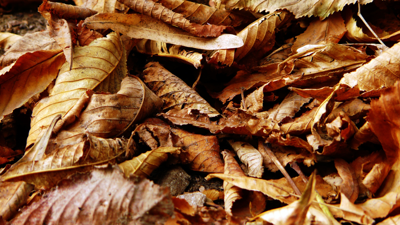 Brown Dried Leaves in Close up Photography. Wallpaper in 1366x768 Resolution