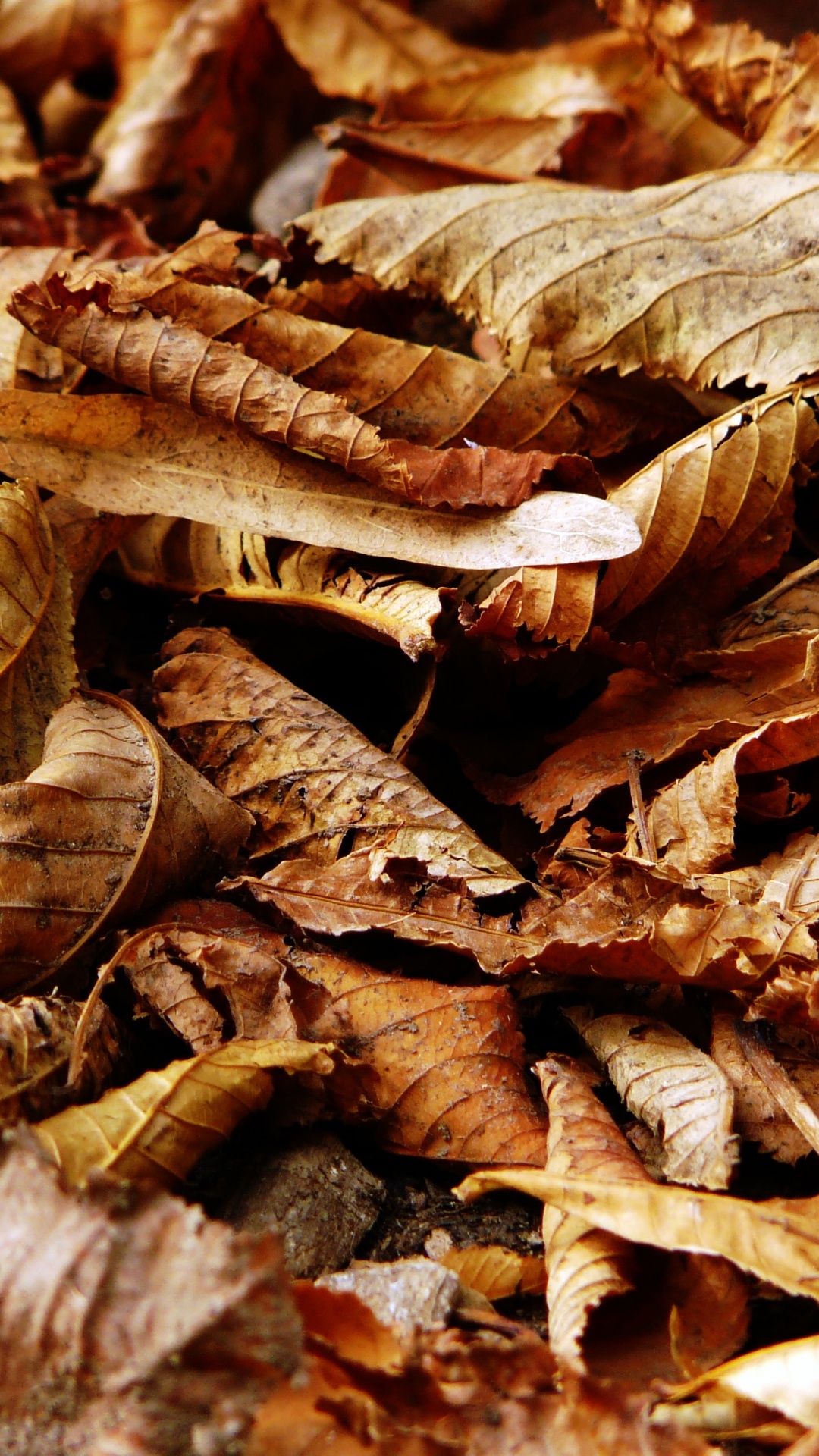 Feuilles Séchées Brunes en Photographie Rapprochée. Wallpaper in 1080x1920 Resolution