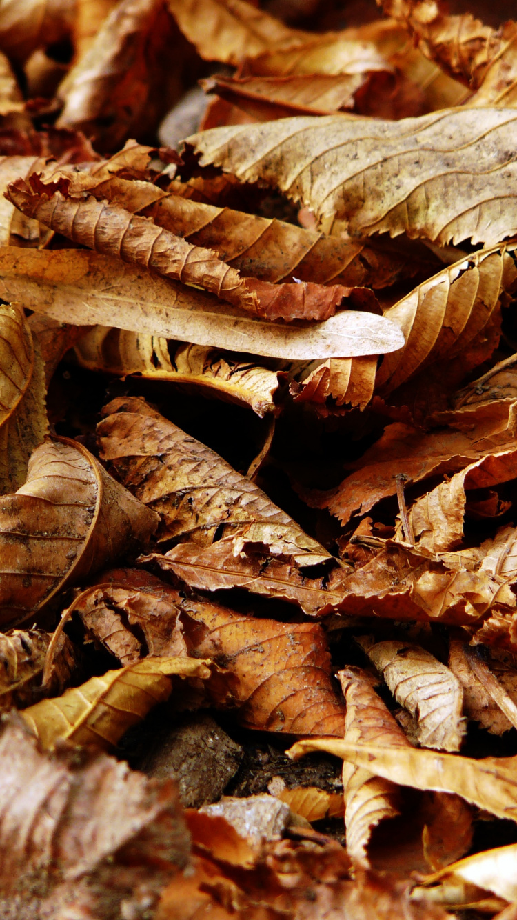 Feuilles Séchées Brunes en Photographie Rapprochée. Wallpaper in 750x1334 Resolution