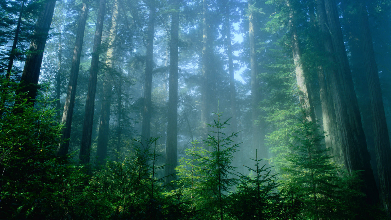 Green Trees in Forest During Daytime. Wallpaper in 1366x768 Resolution
