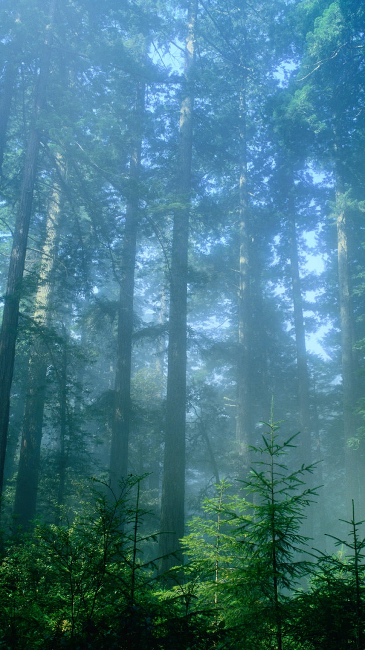 Arbres Verts en Forêt Pendant la Journée. Wallpaper in 720x1280 Resolution
