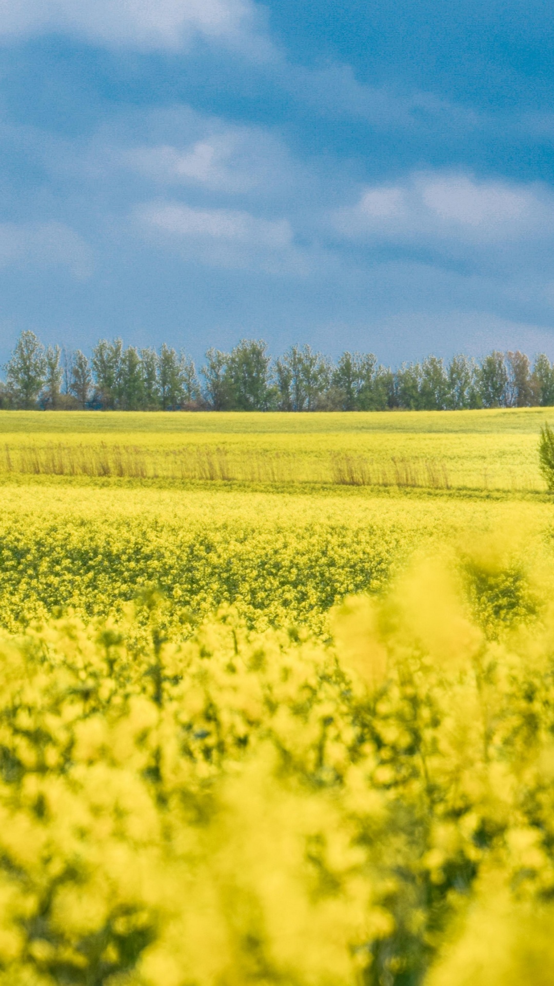 Feld, Rapsölkraftstoff, Cloud, Ökoregion, Naturlandschaft. Wallpaper in 1080x1920 Resolution