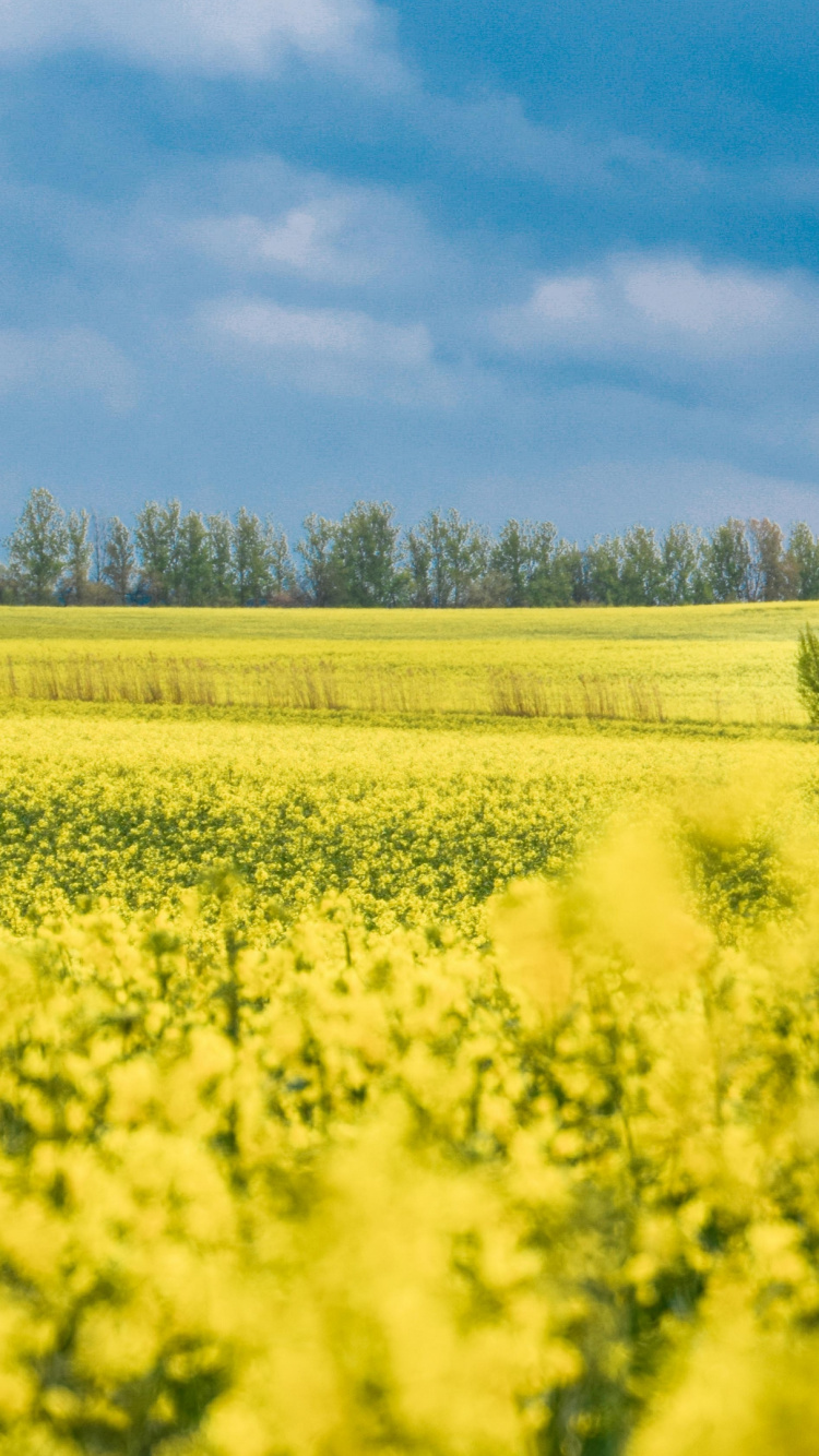 Field, Rapeseed, Flower, Plant, Cloud. Wallpaper in 750x1334 Resolution