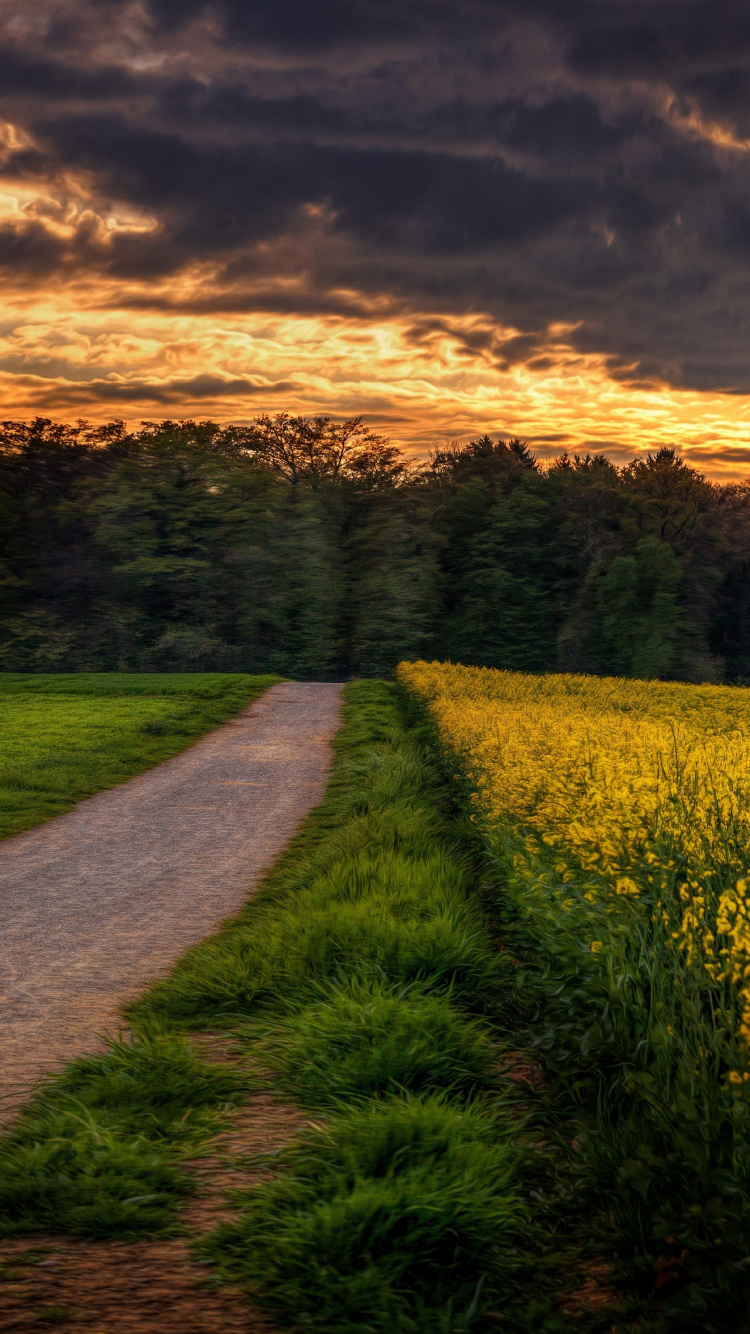 Yellow Flower Field Under Cloudy Sky During Daytime. Wallpaper in 750x1334 Resolution