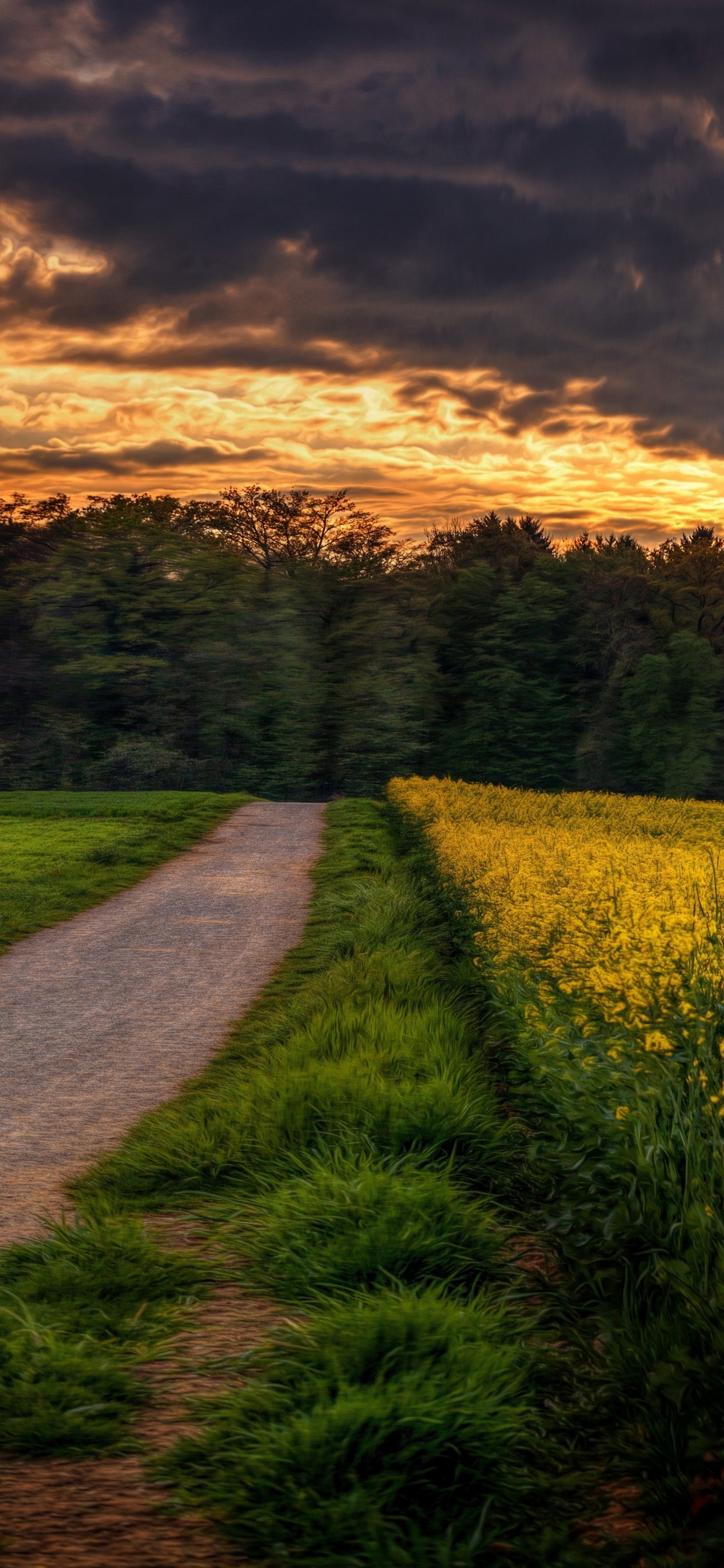 Champ de Fleurs Jaunes Sous Ciel Nuageux Pendant la Journée. Wallpaper in 1242x2688 Resolution