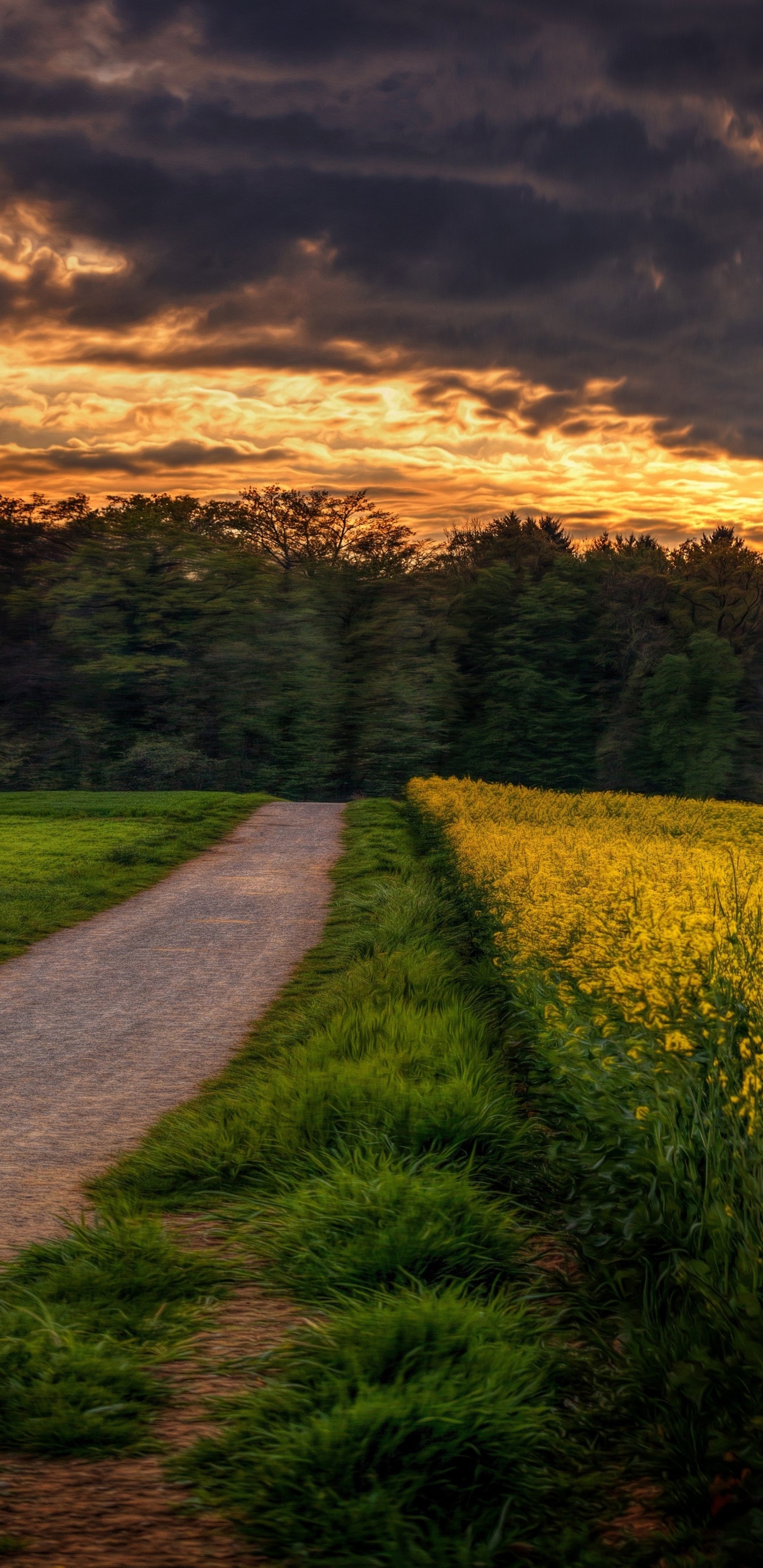 Champ de Fleurs Jaunes Sous Ciel Nuageux Pendant la Journée. Wallpaper in 1440x2960 Resolution