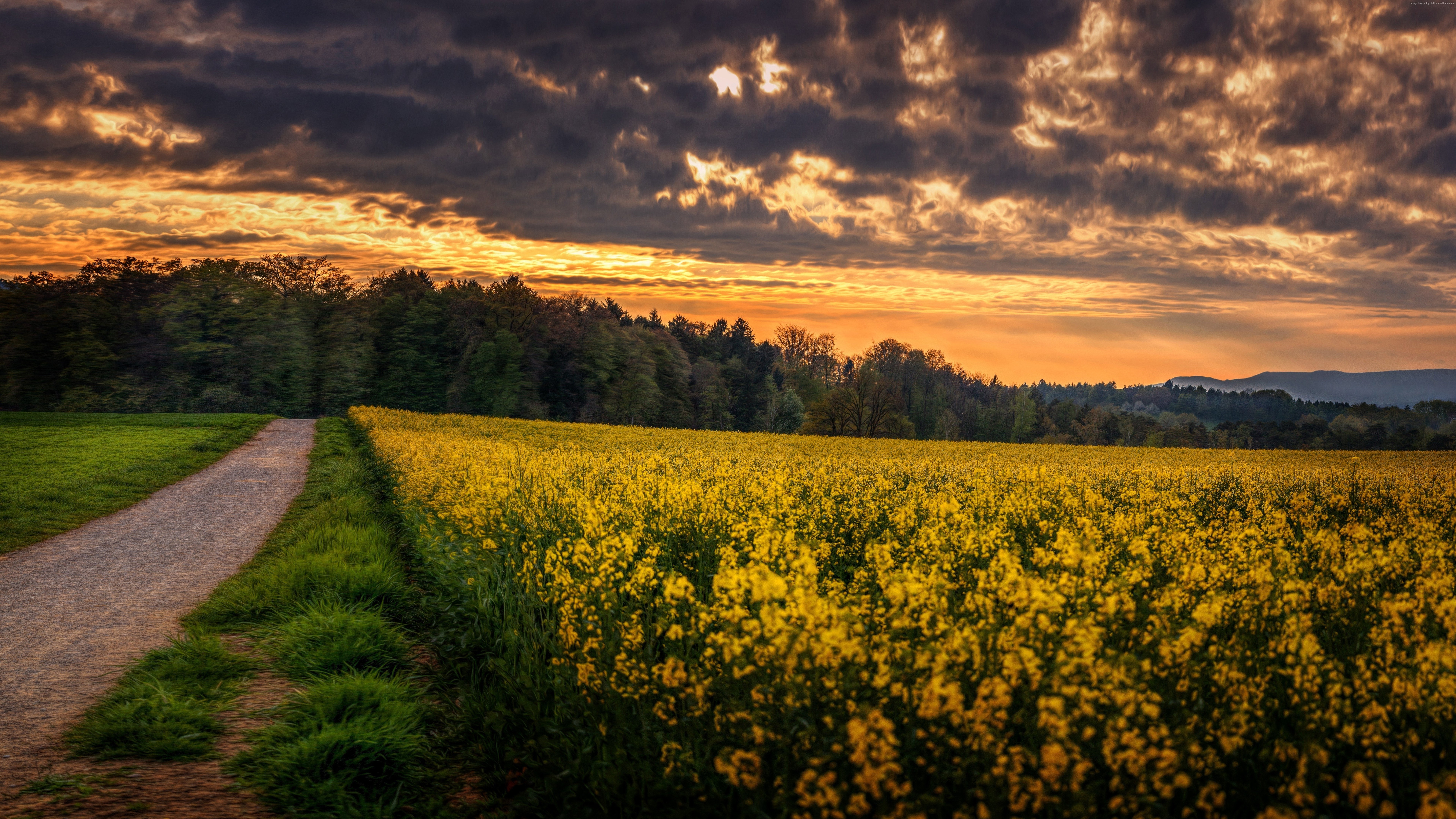 Champ de Fleurs Jaunes Sous Ciel Nuageux Pendant la Journée. Wallpaper in 7680x4320 Resolution