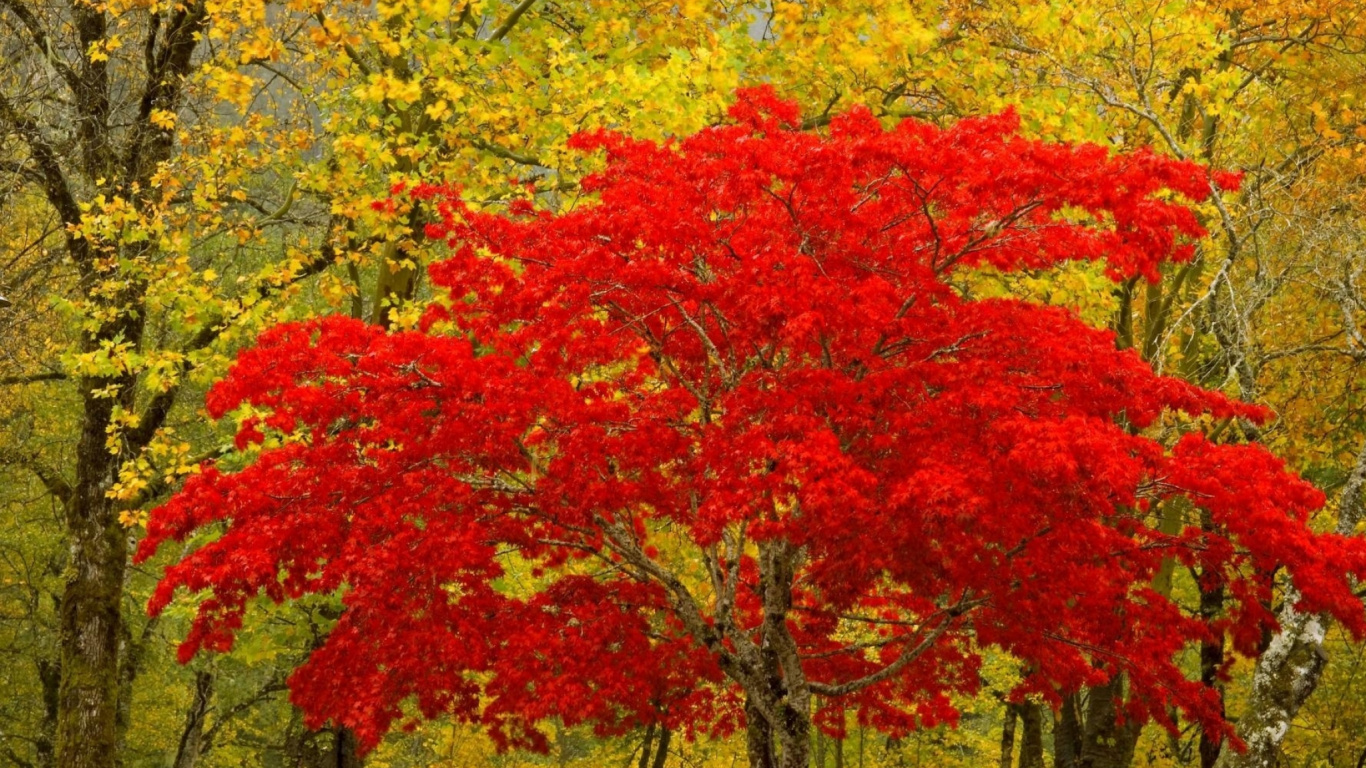 Érable Rouge et Jaune. Wallpaper in 1366x768 Resolution