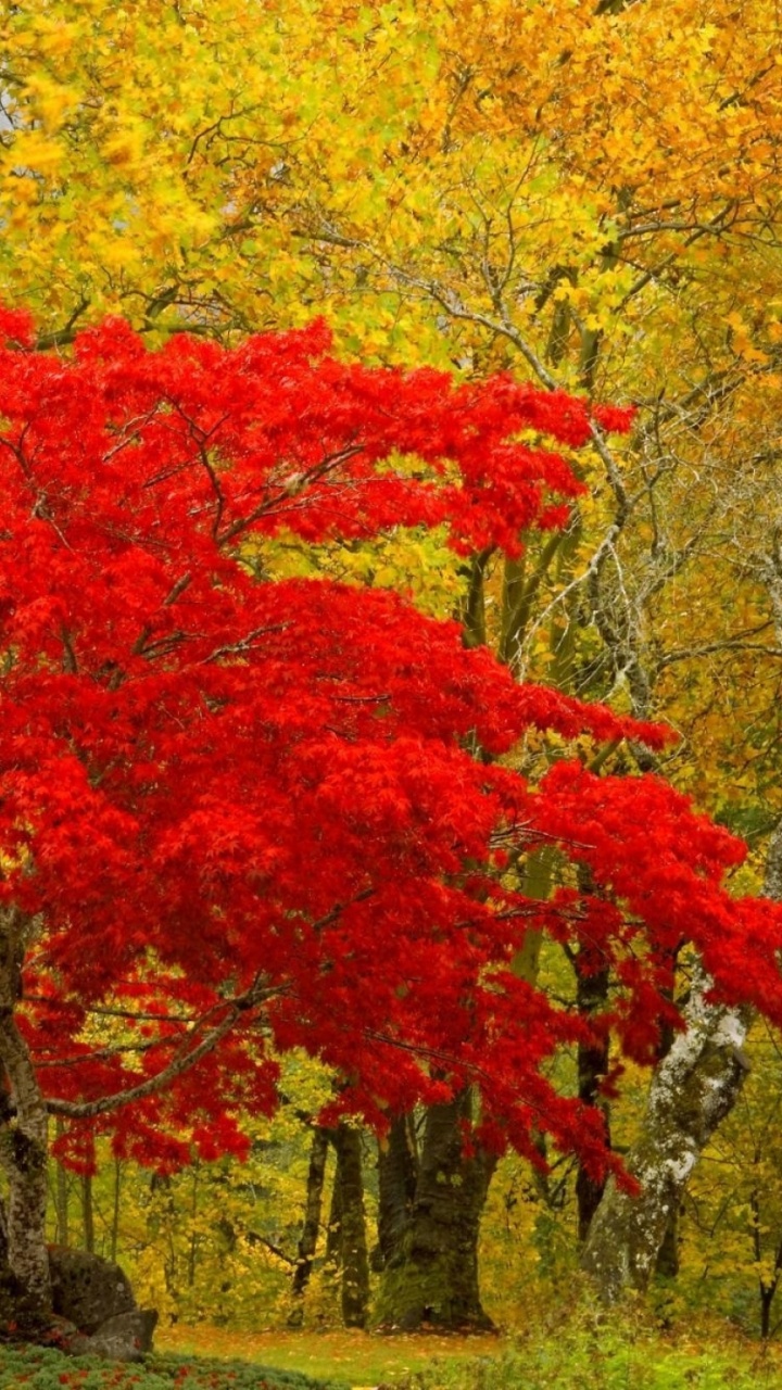Arce Rojo y Amarillo. Wallpaper in 720x1280 Resolution