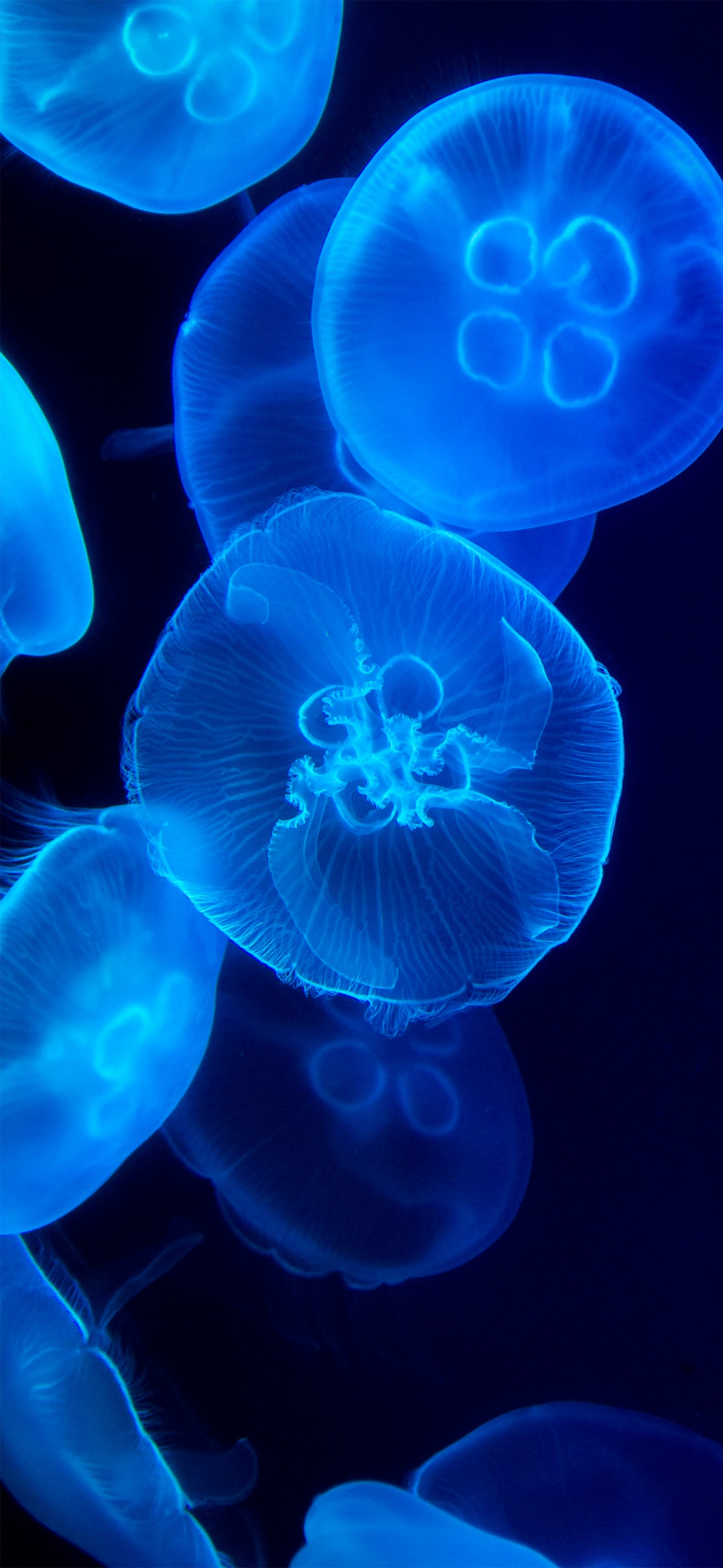 Jellyfish, Marine Biology, Cnidaria, Marine Invertebrates, Bioluminescence. Wallpaper in 1125x2436 Resolution